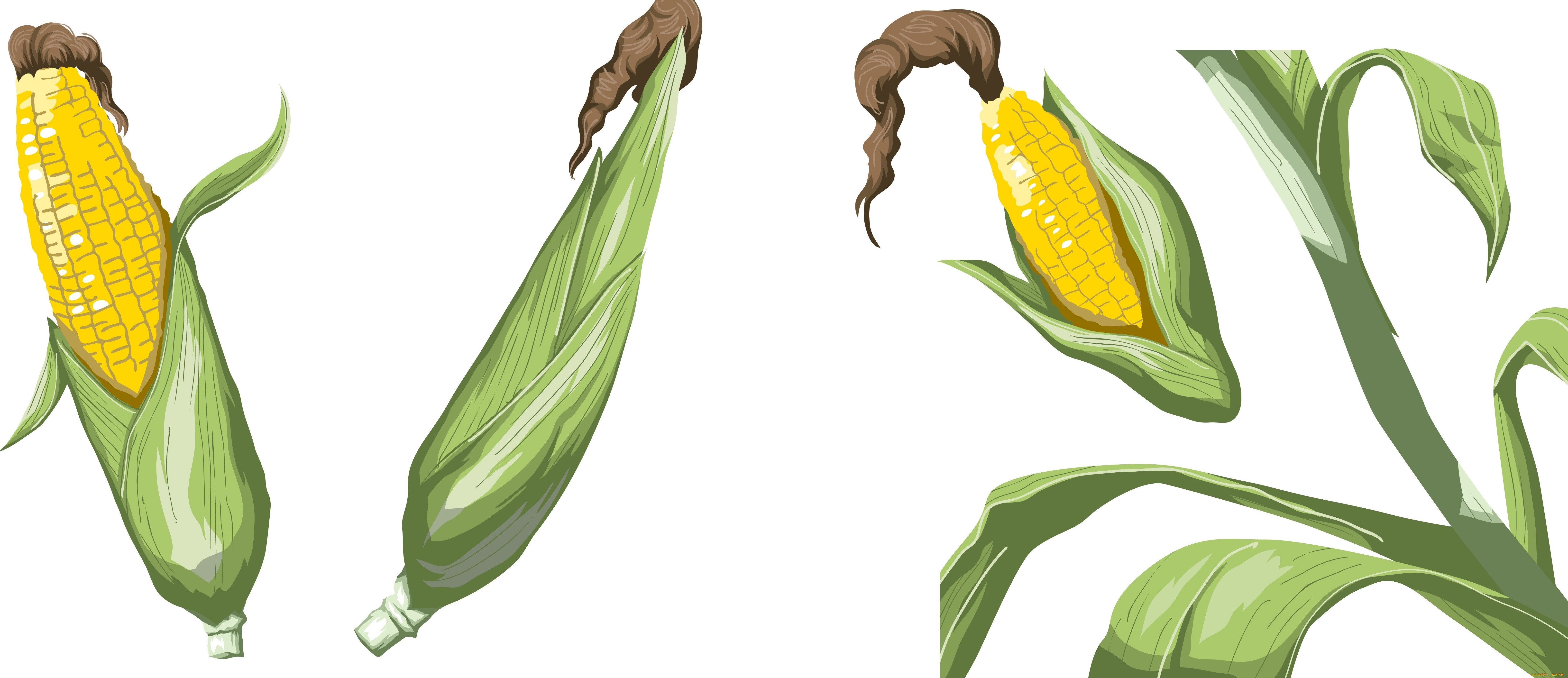 векторная, графика, другое, , other, фон, кукуруза