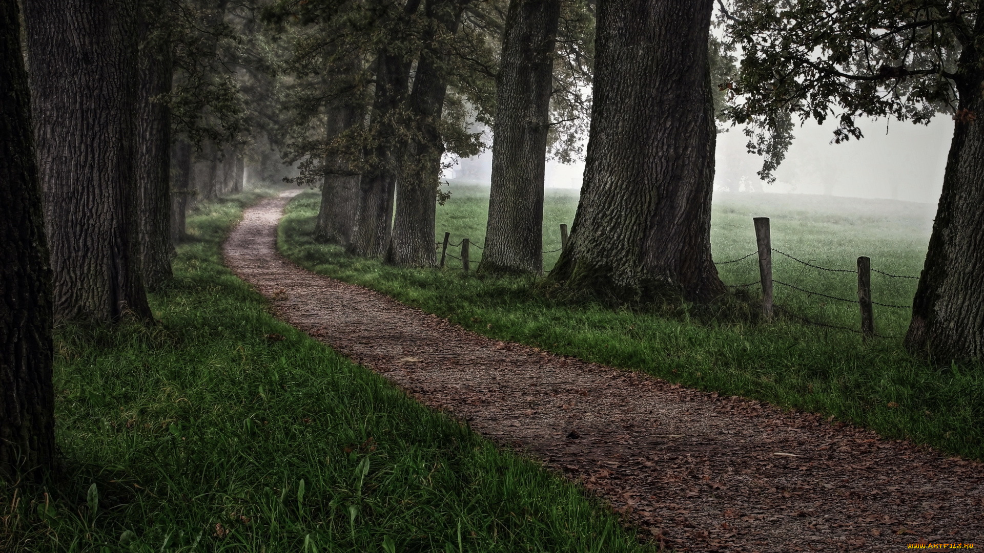 природа, дороги, пейзаж, деревья, дорога