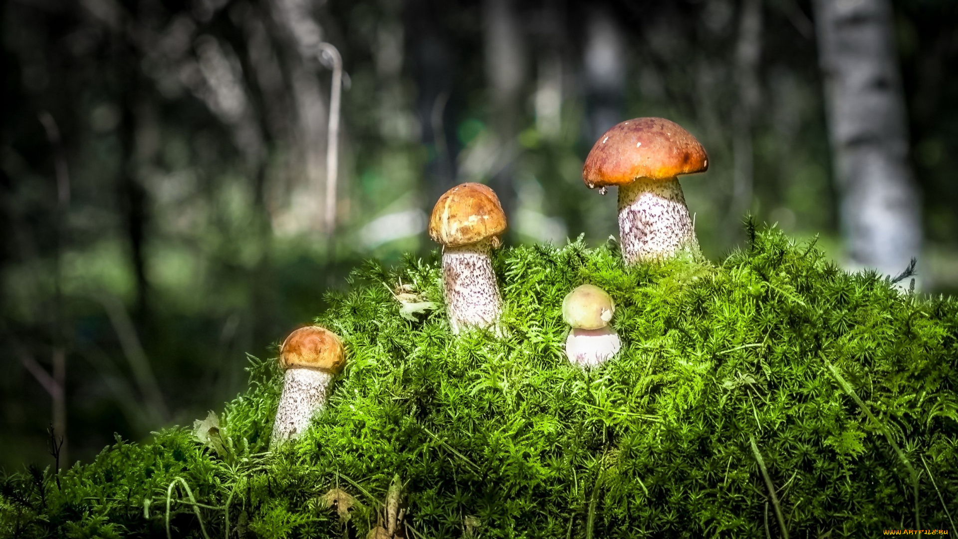 природа, грибы, семейка, подосиновики, мох
