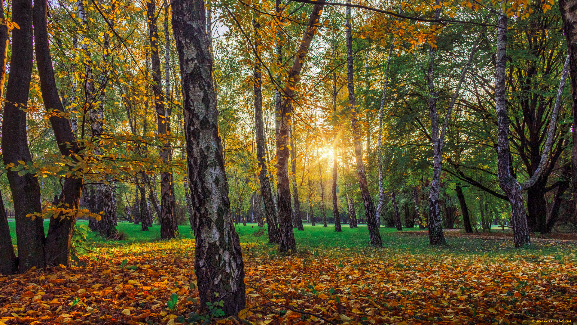 природа, лес, деревья, стволы