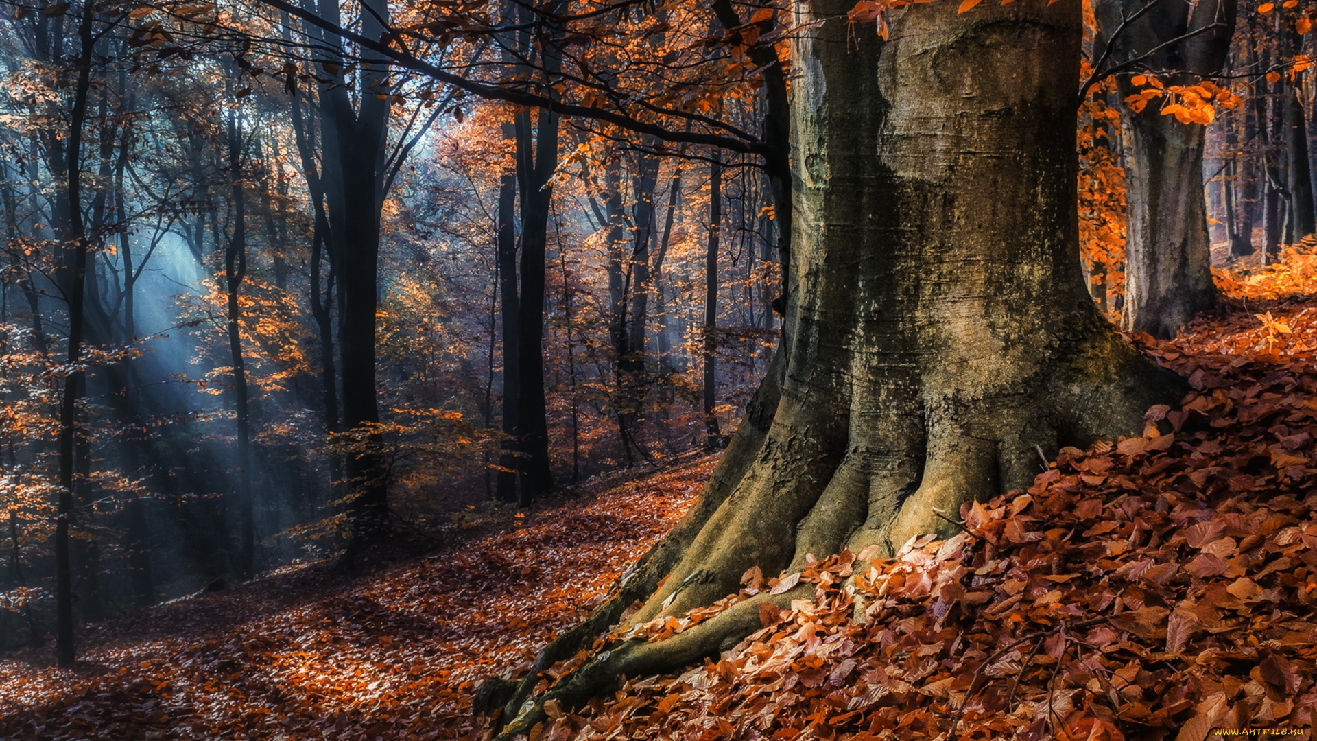 природа, лес, осень