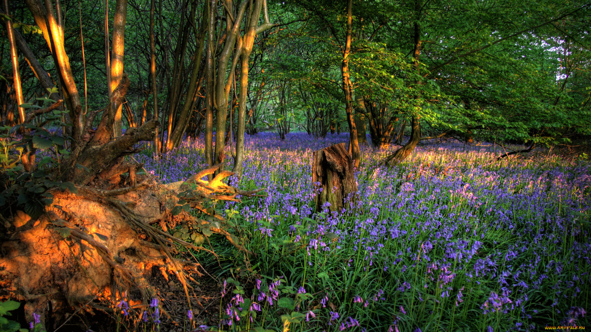 природа, лес, стволы, деревья