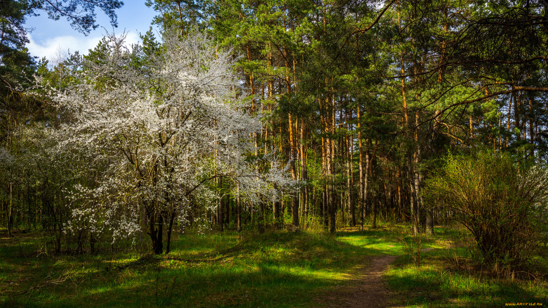 природа, лес, стволы, деревья