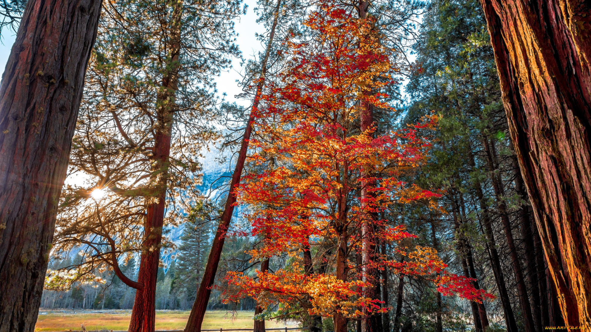 природа, лес, стволы, деревья