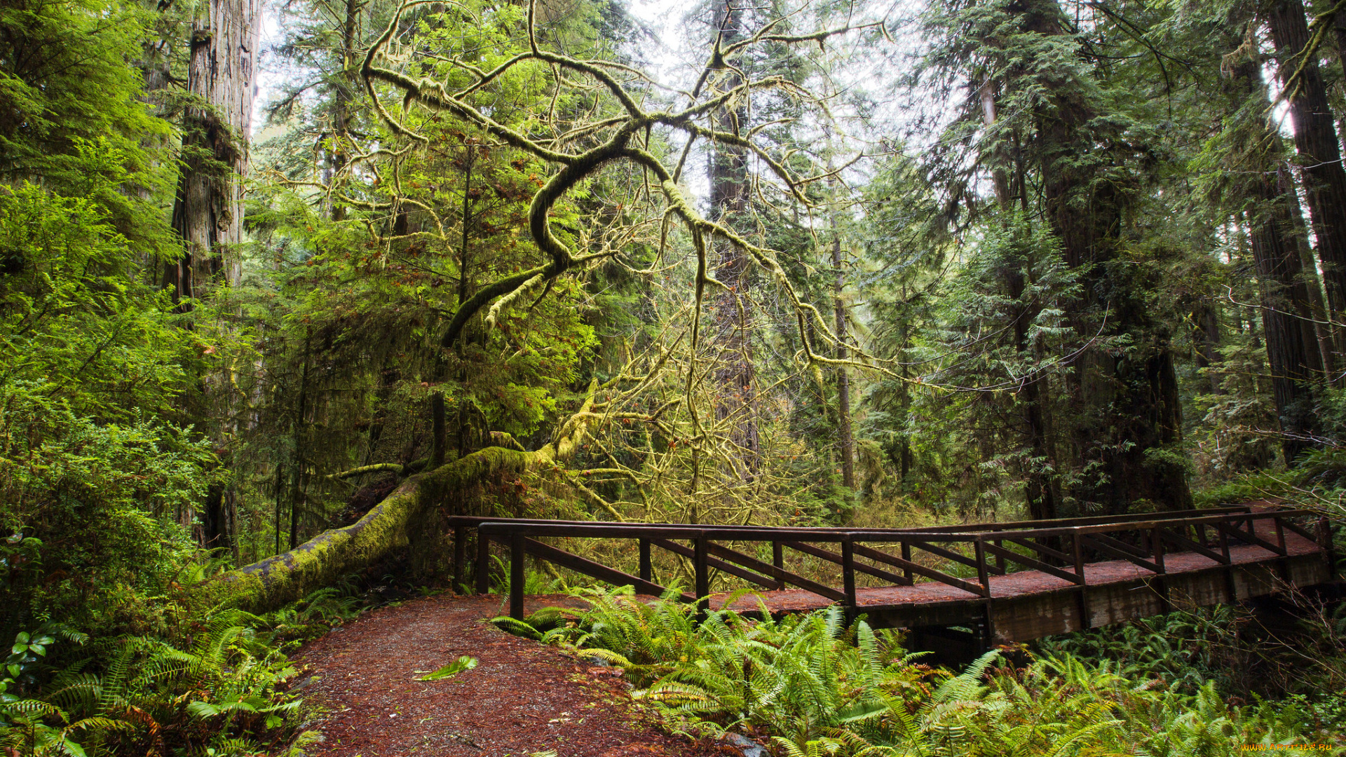 природа, лес, стволы, деревья