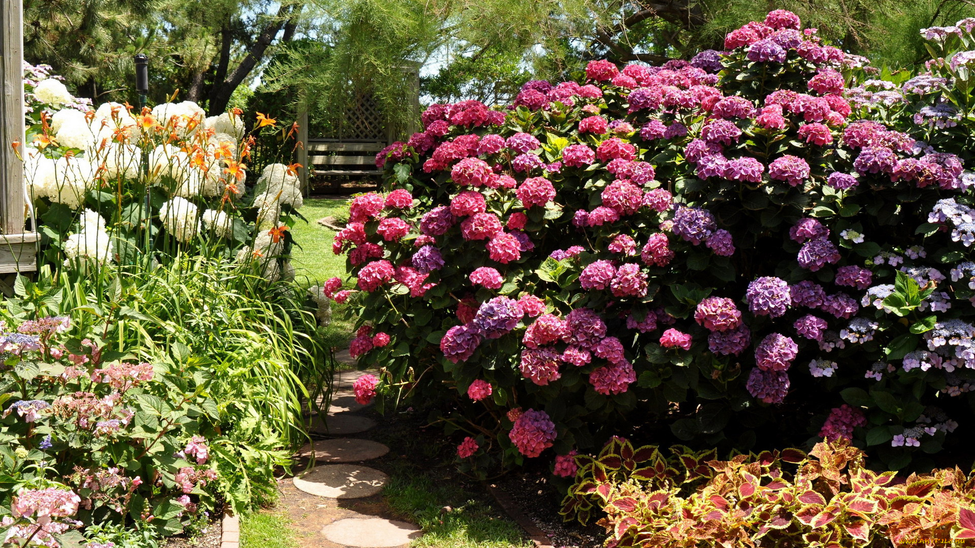 природа, парк, дорожка, клумбы, гортензия