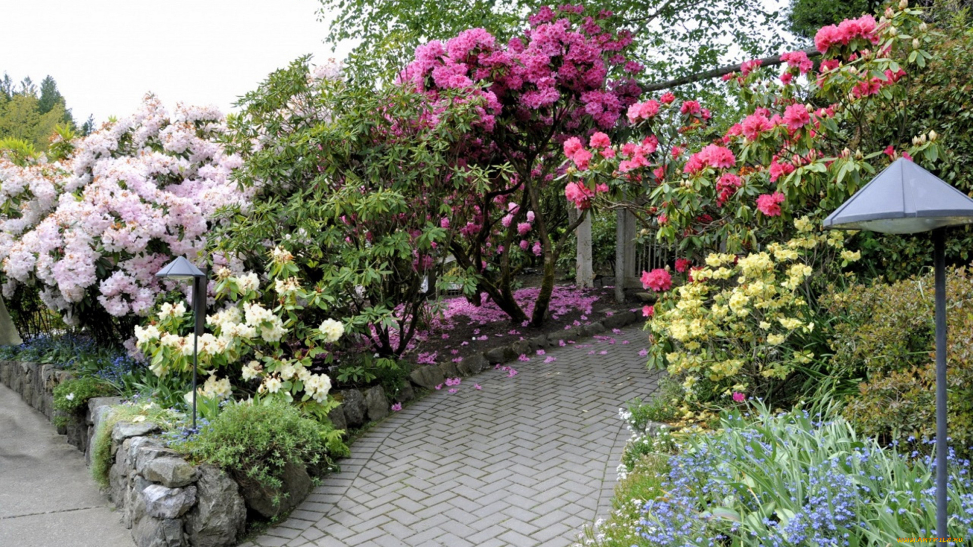 природа, парк, фонари, азалии