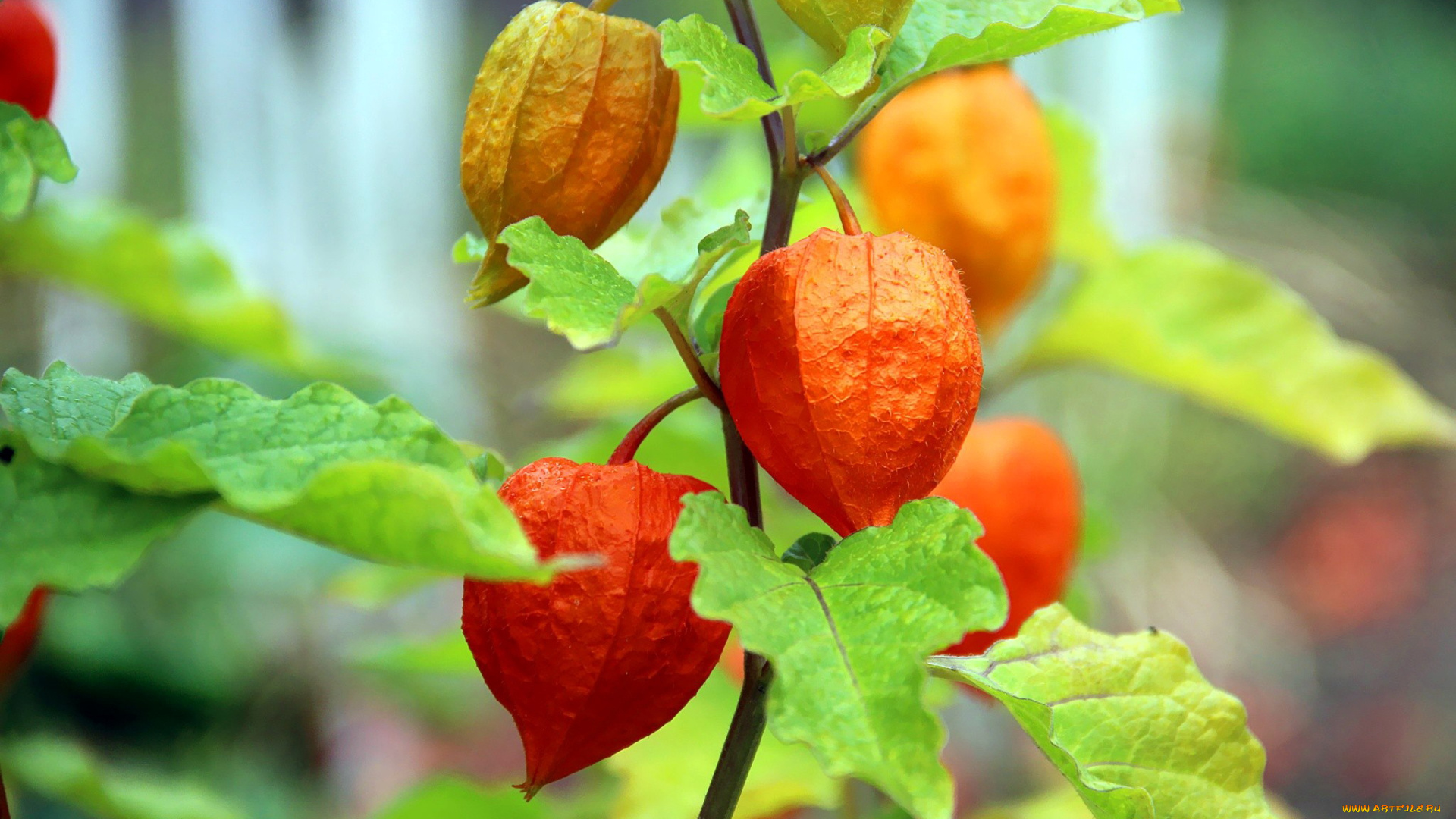 природа, плоды, физалис