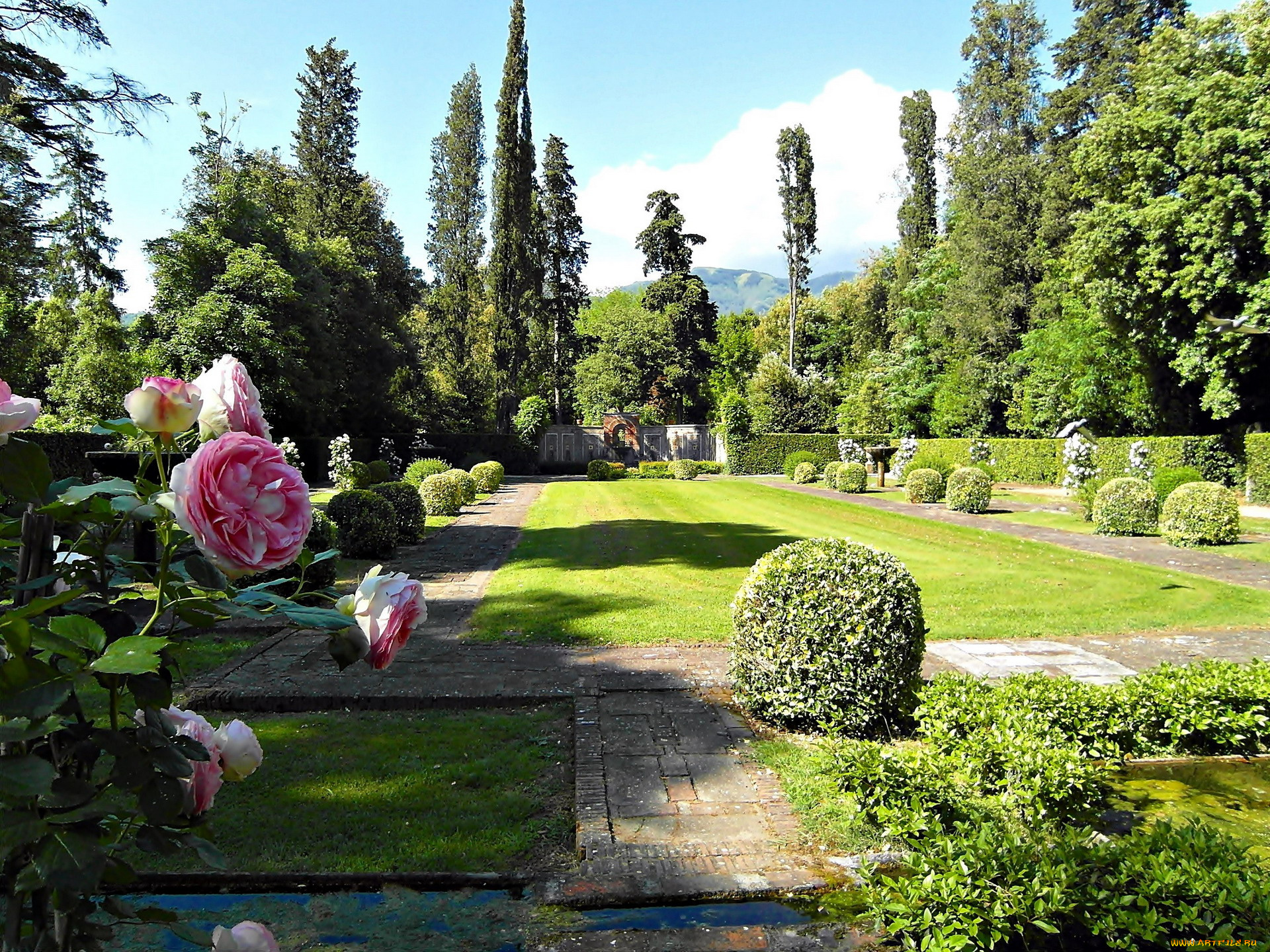 природа, парк, розы, кусты, деревья, лужайка