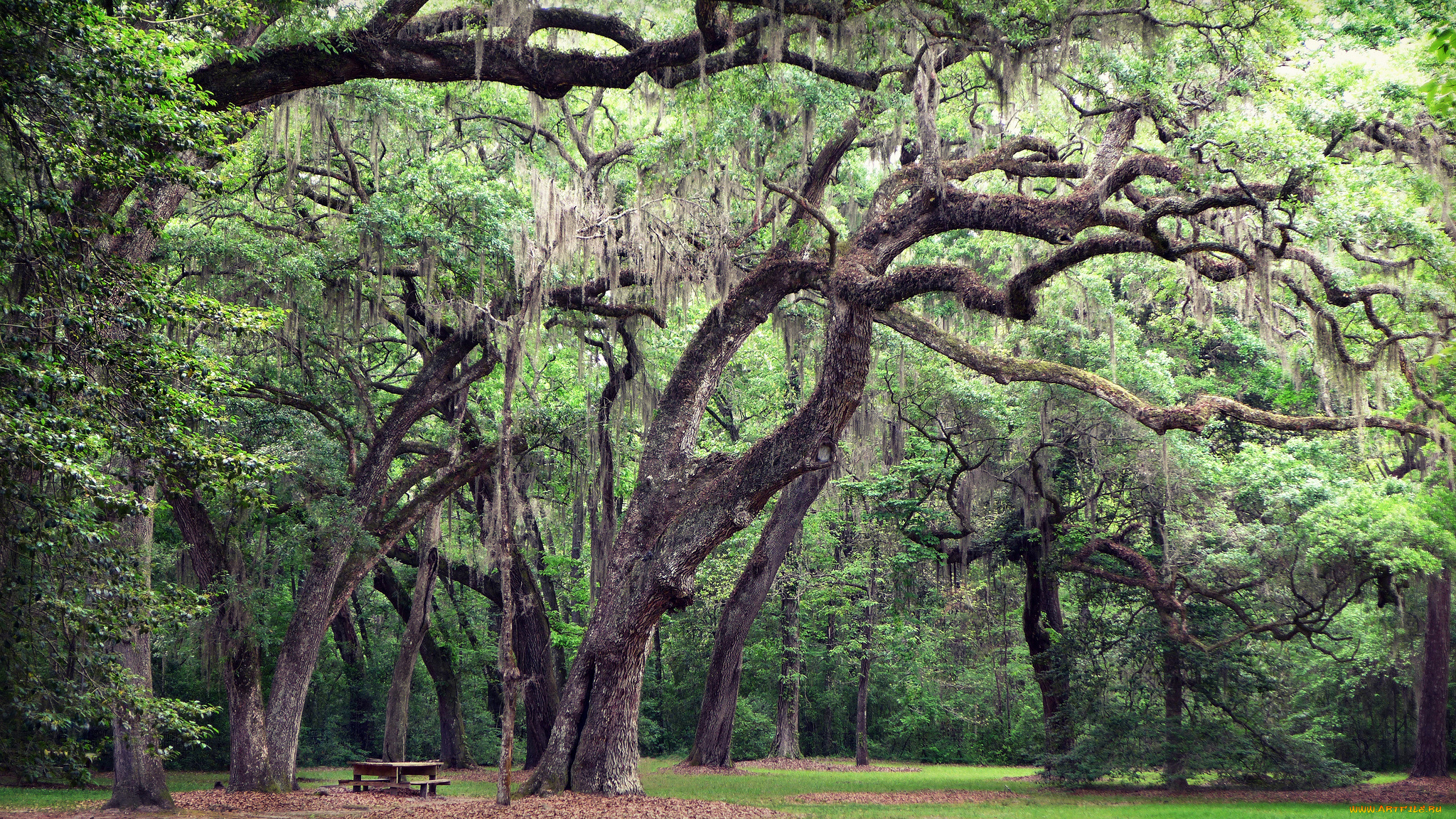 природа, лес, деревья, стволы