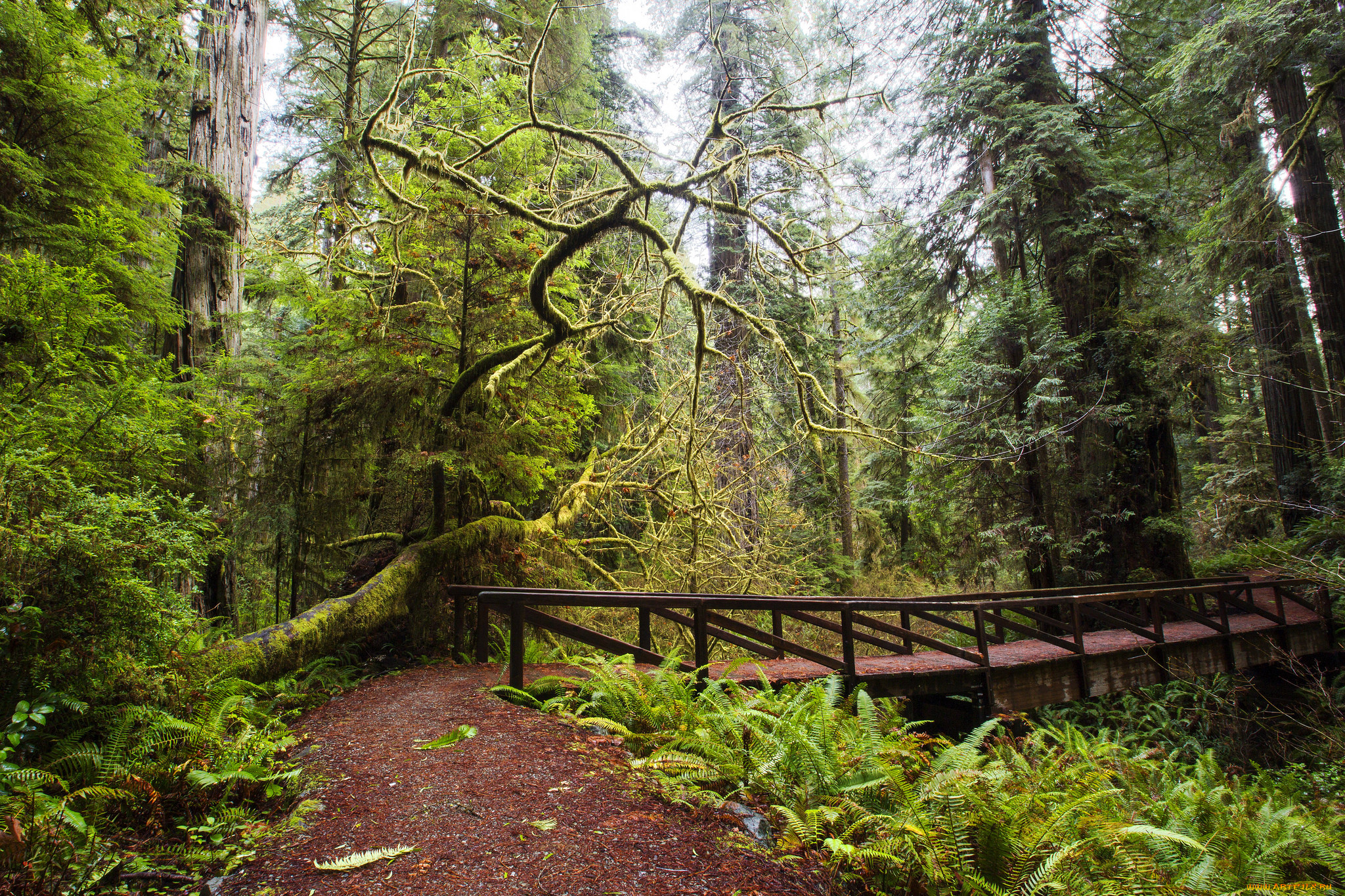 природа, лес, стволы, деревья