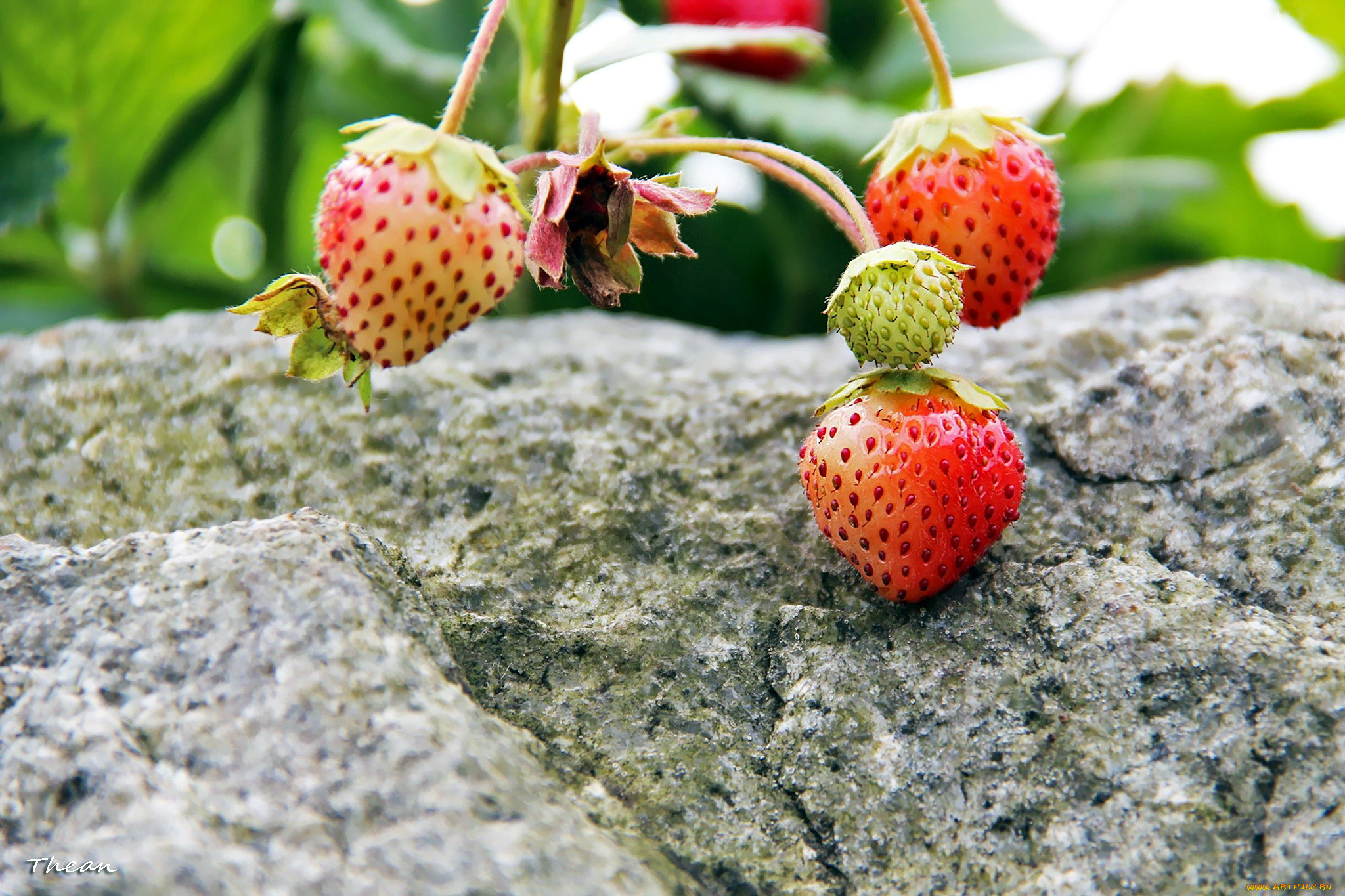 природа, Ягоды, камень, клубника