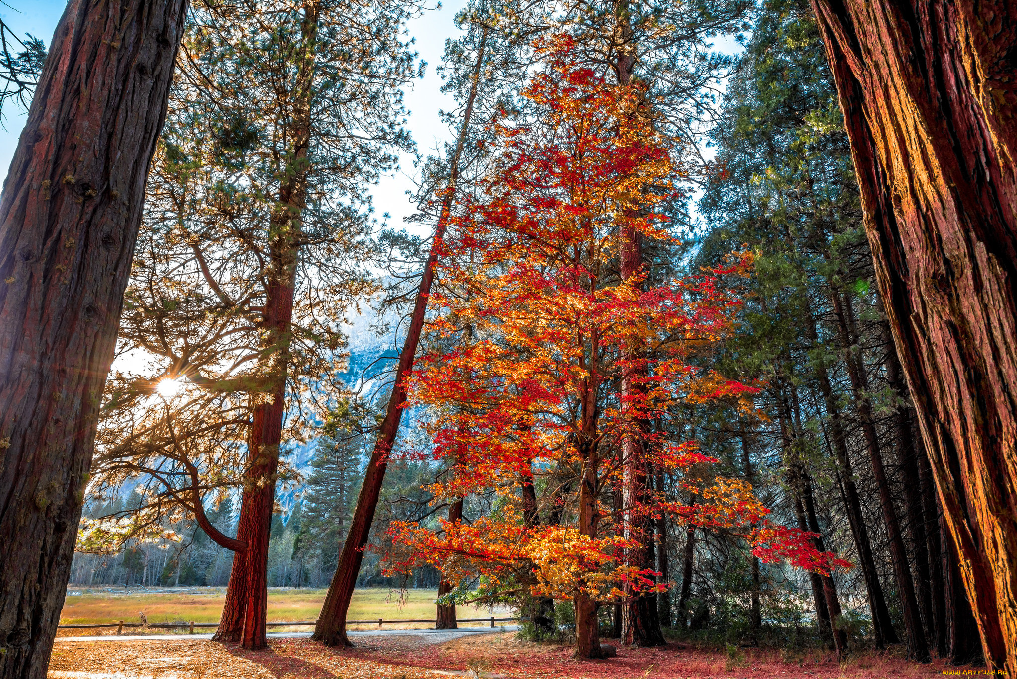 природа, лес, стволы, деревья