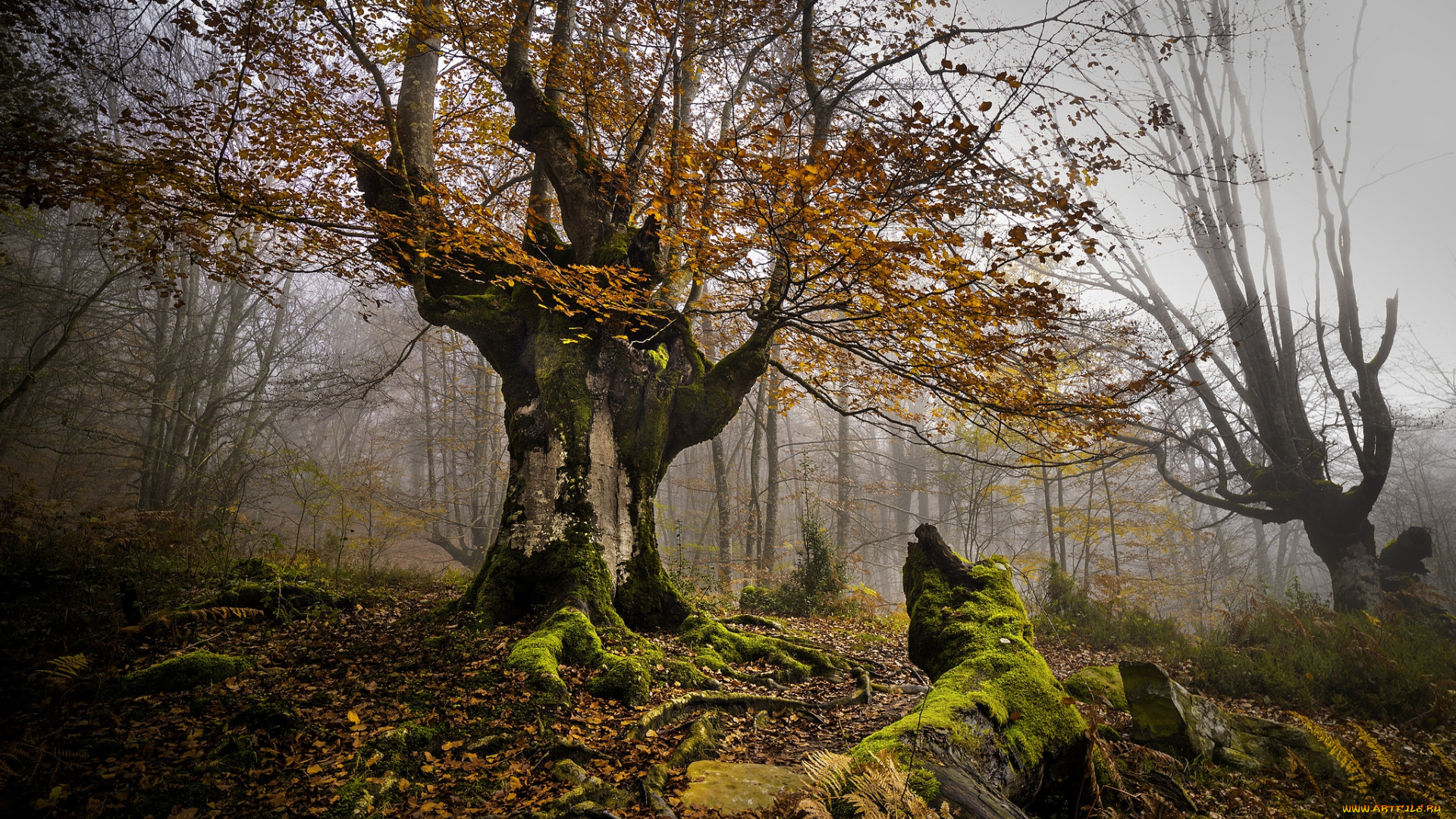 природа, лес, деревья