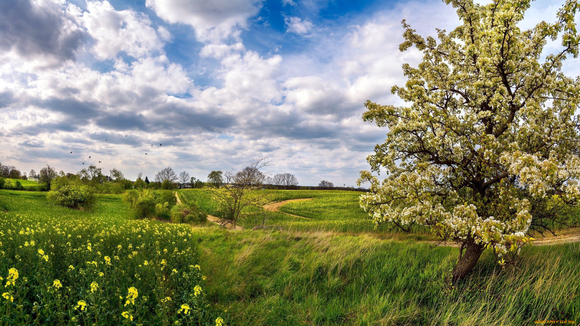природа, пейзажи, дорога, трава, дерево, поле, весна, рапс