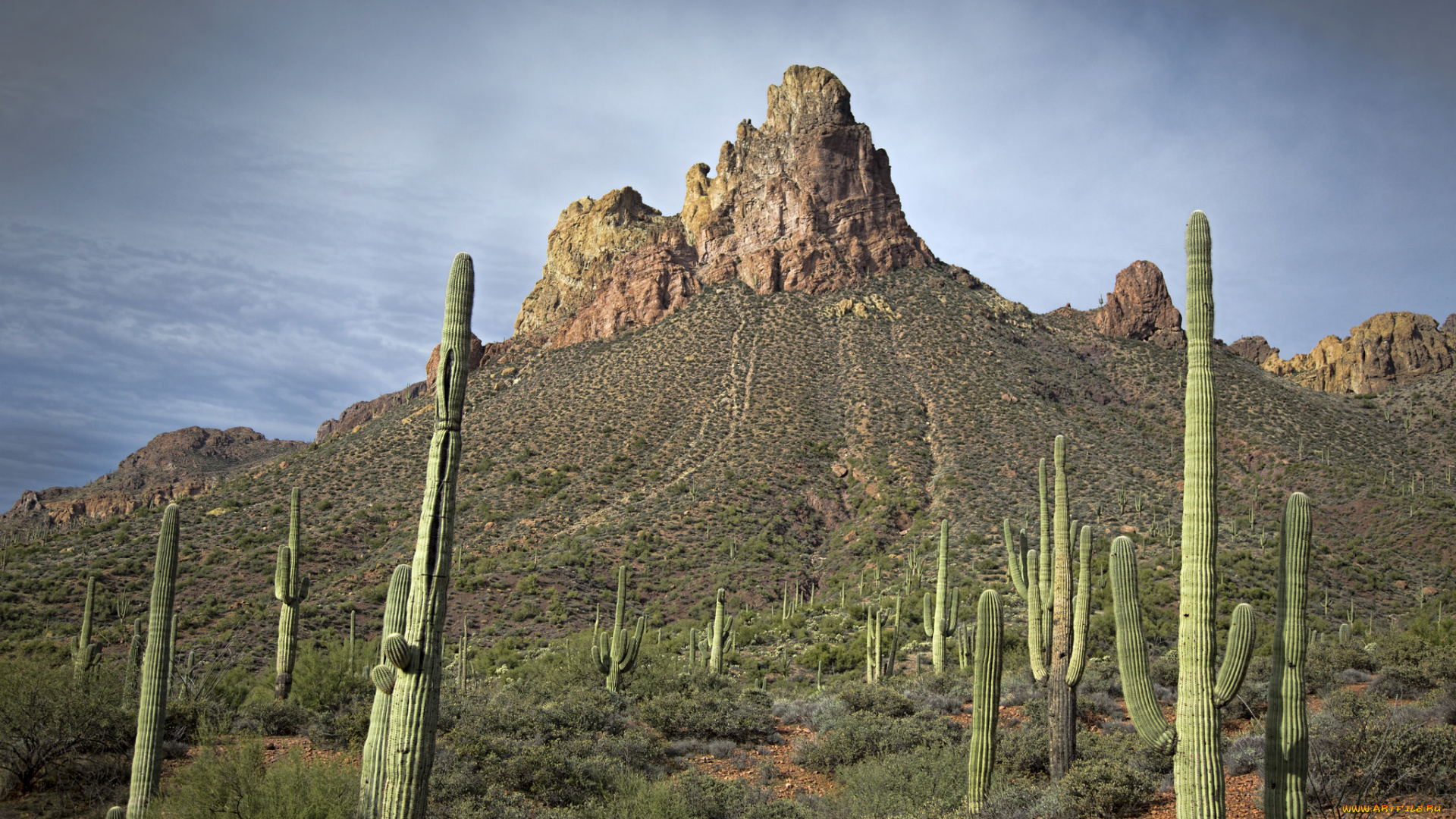 природа, пустыни, простор