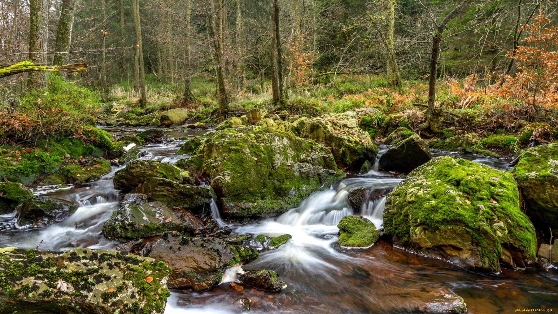 природа, реки, озера, река, лес