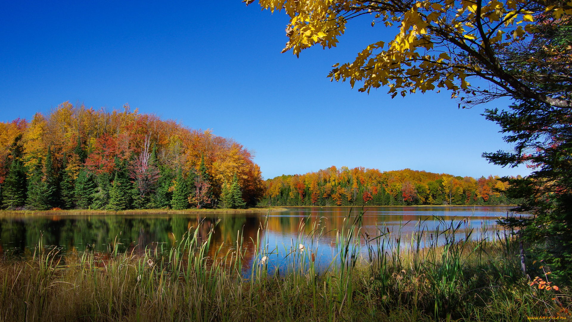 природа, реки, озера, река, лес