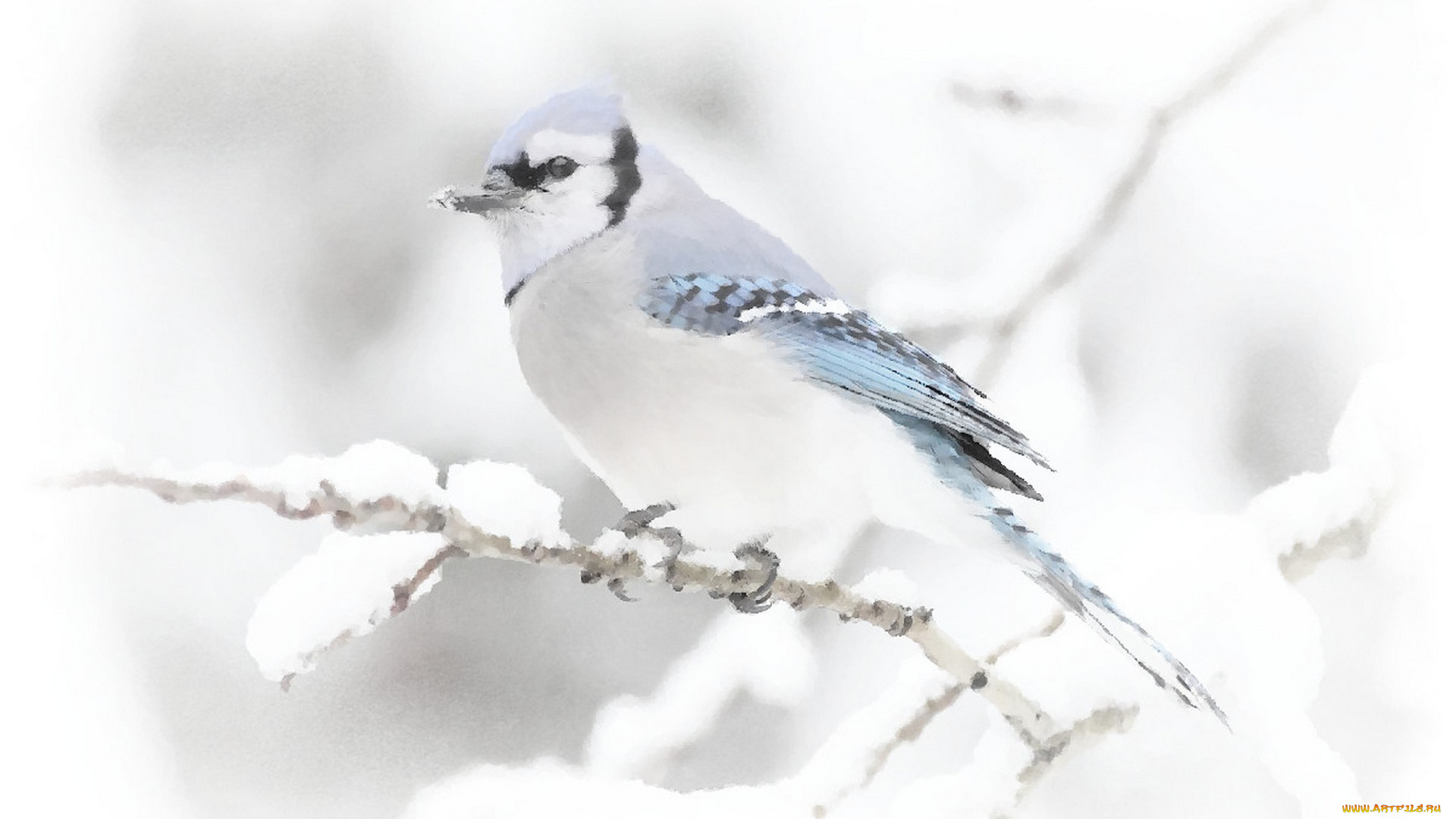 птичка, рисованное, животные, , птицы, зима, птица, акварель, рисунок, картинка