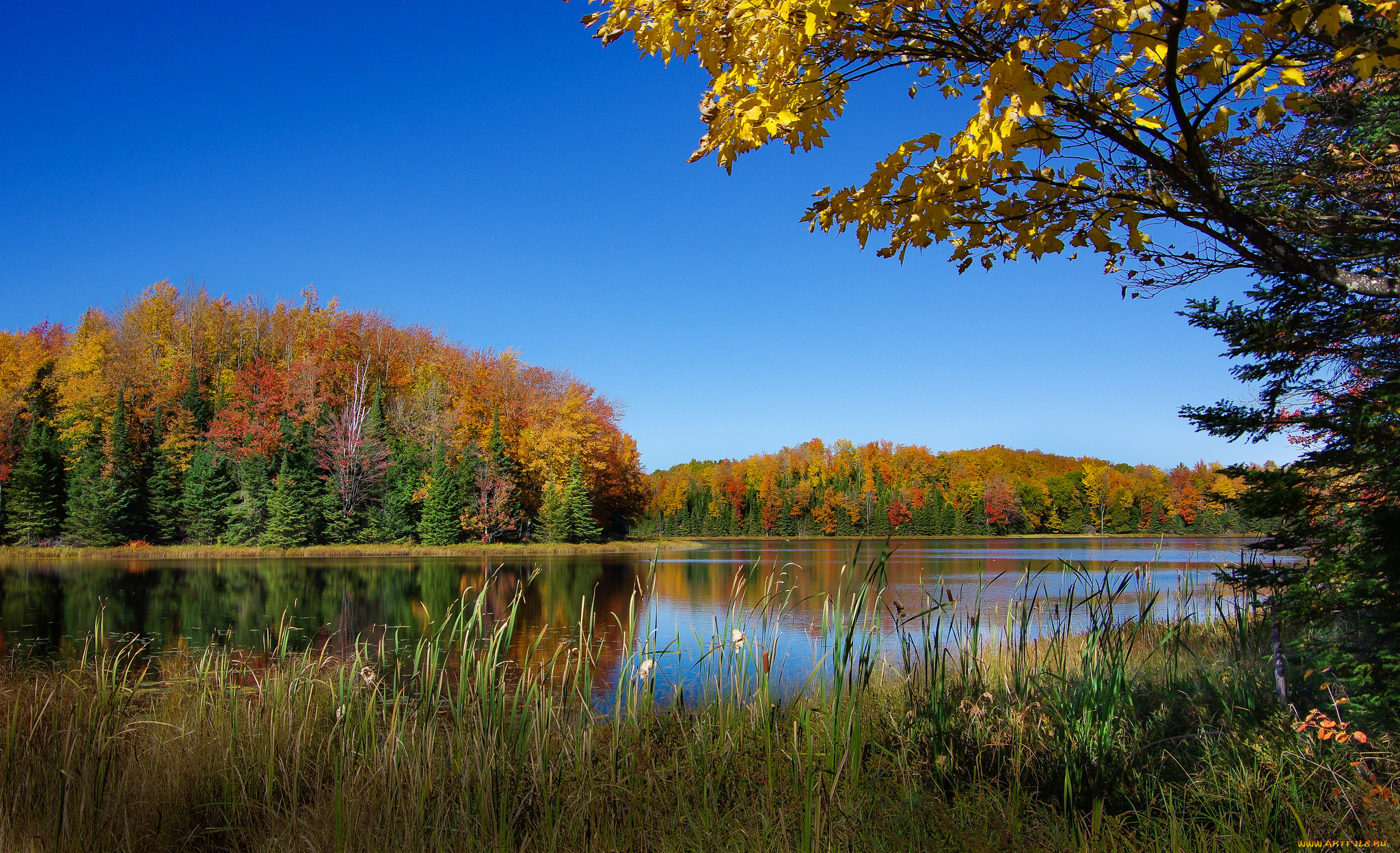 природа, реки, озера, река, лес