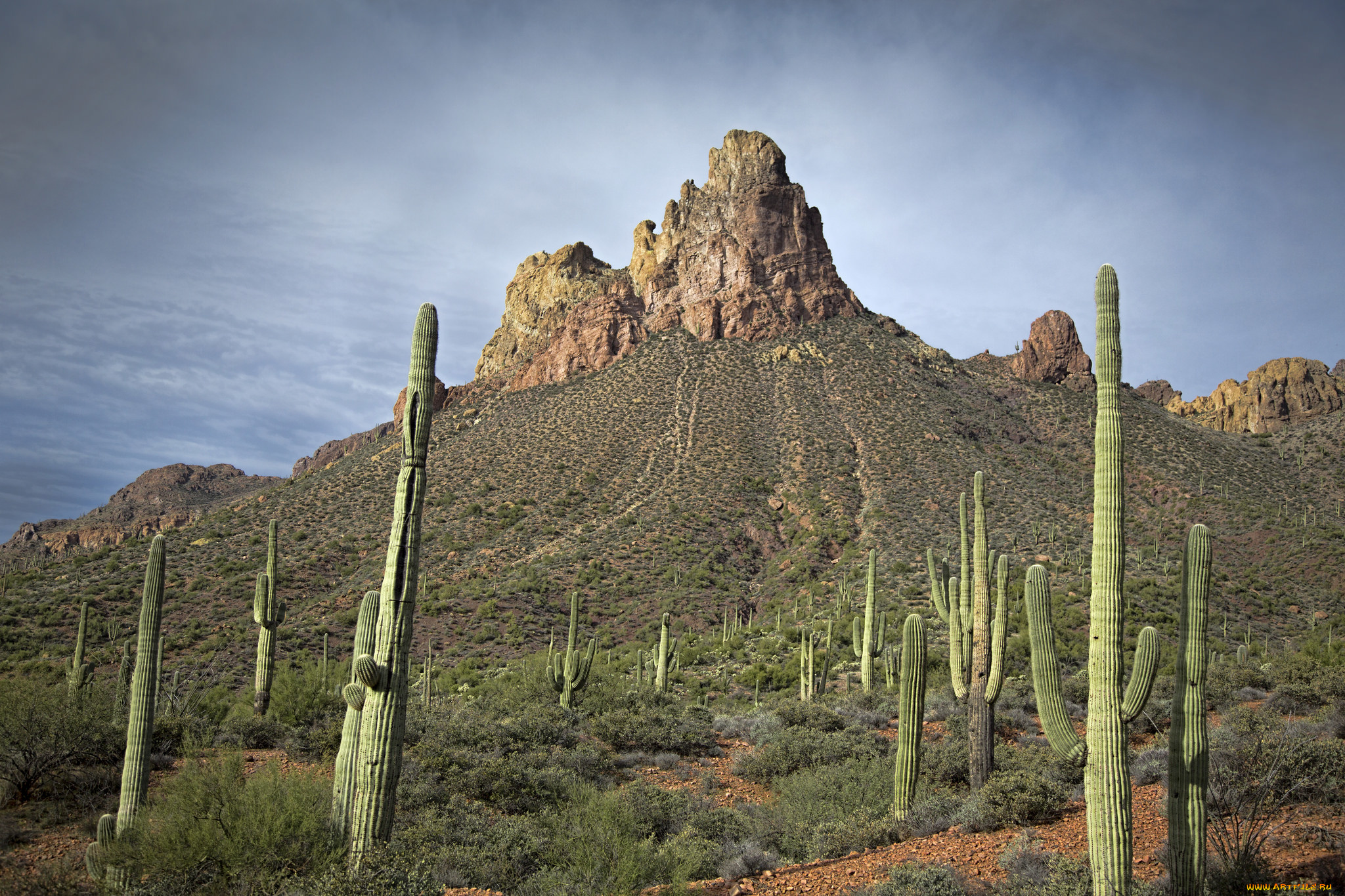 природа, пустыни, простор