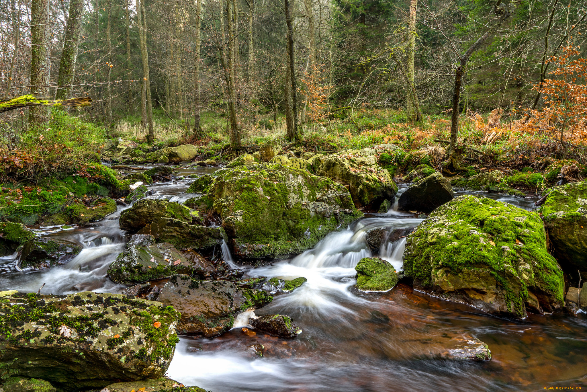 природа, реки, озера, река, лес