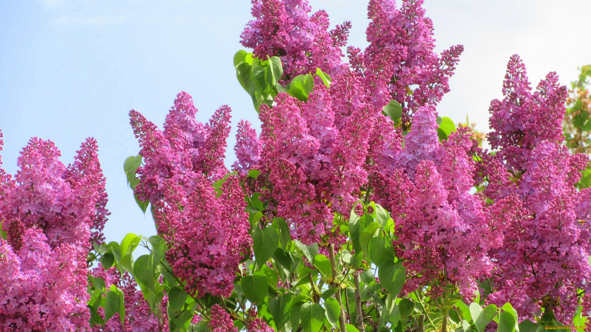 цветы, сирень, весна, 2018