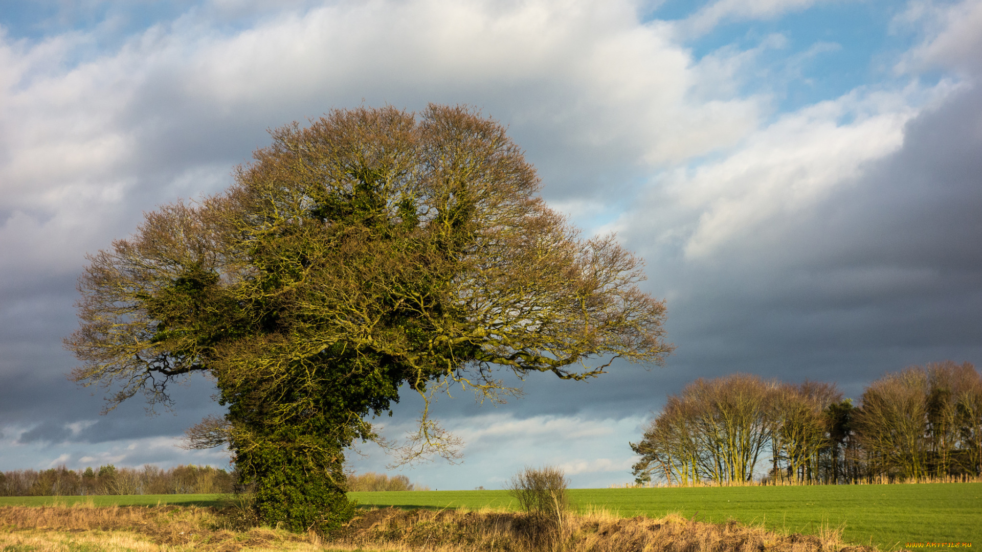 природа, деревья, простор