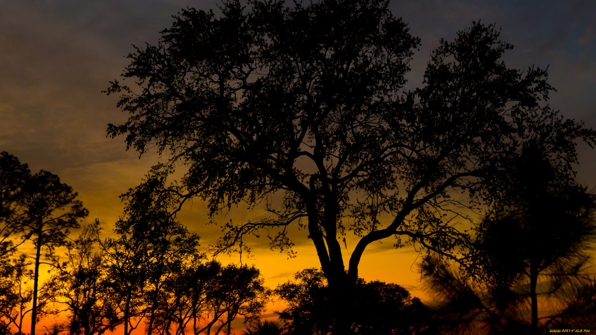 природа, деревья, простор