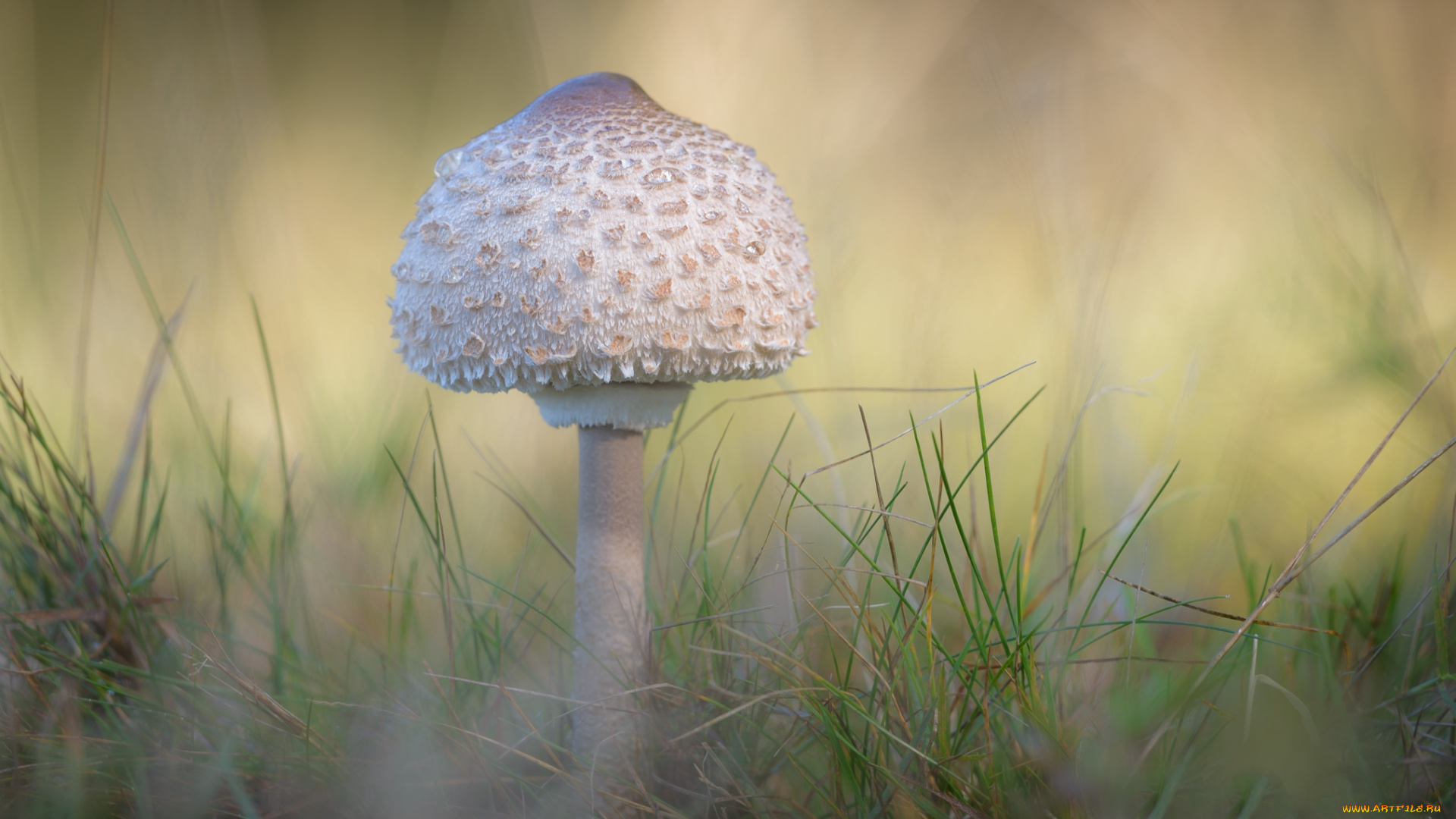 природа, грибы, простор