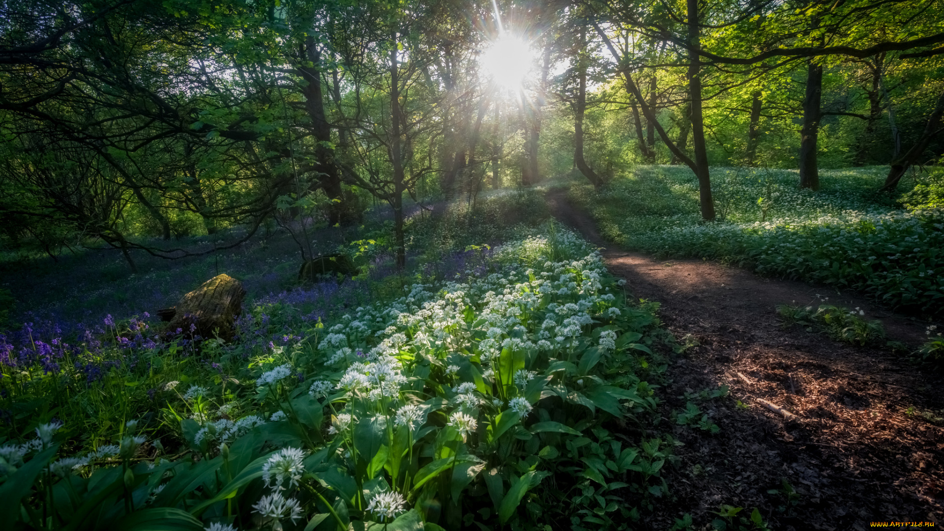 природа, лес, простор