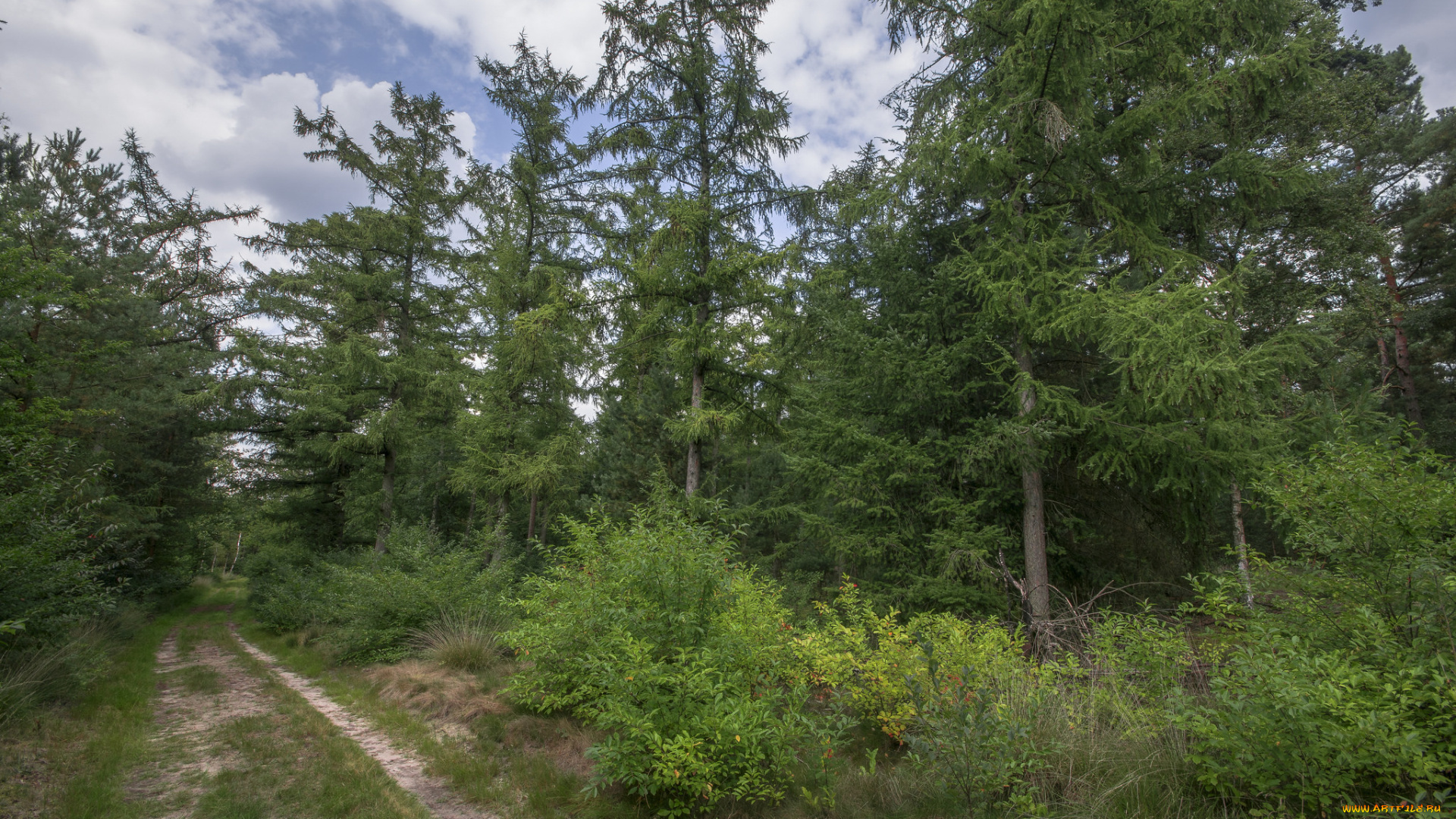 природа, лес, простор