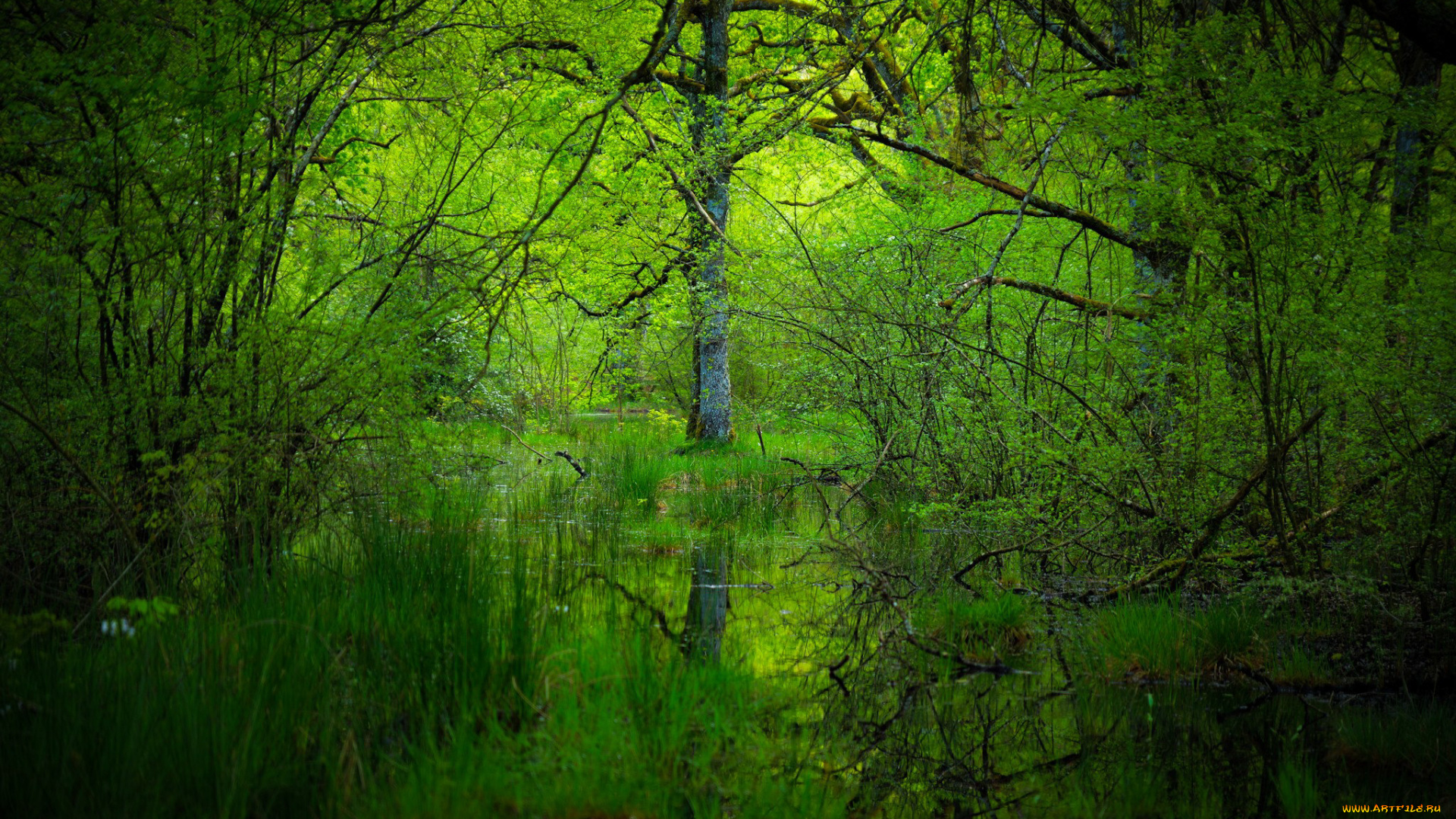 природа, лес, простор