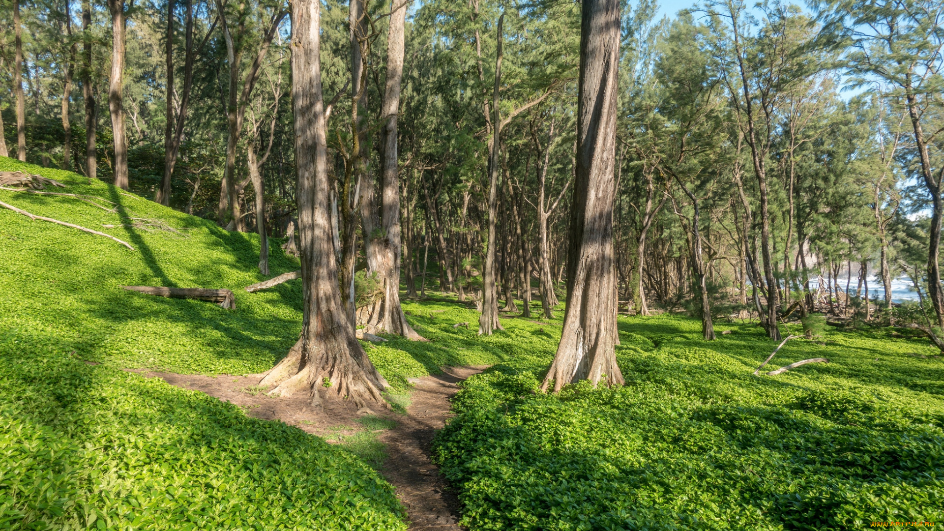 природа, лес, простор