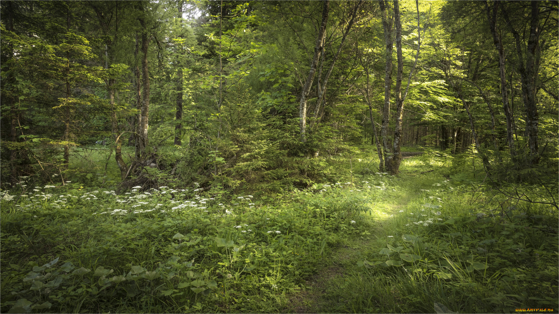 природа, лес, простор