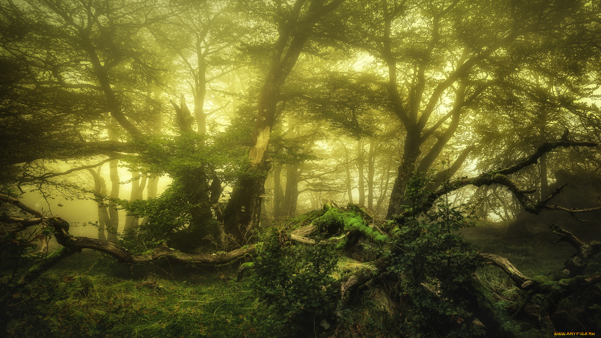 природа, лес, простор