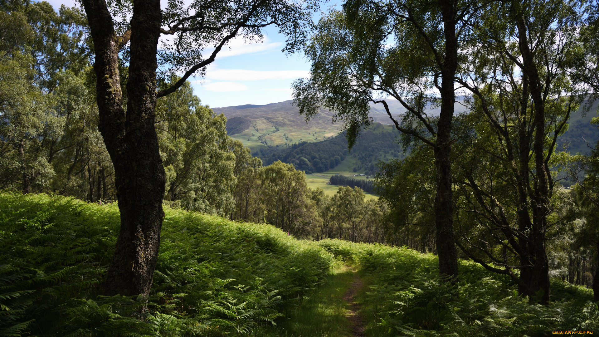 природа, лес, простор