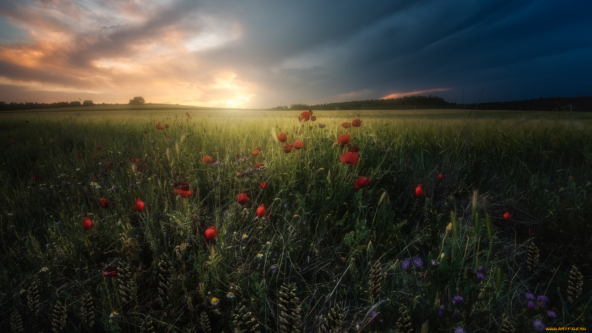 природа, луга, простор