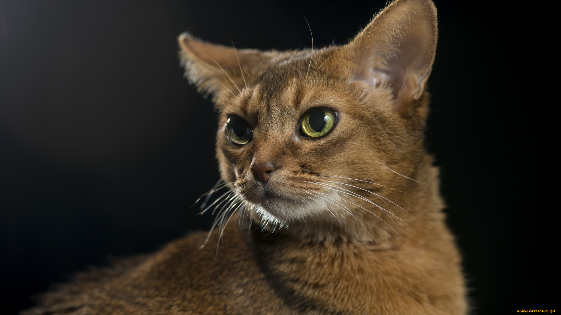 животные, коты, киса