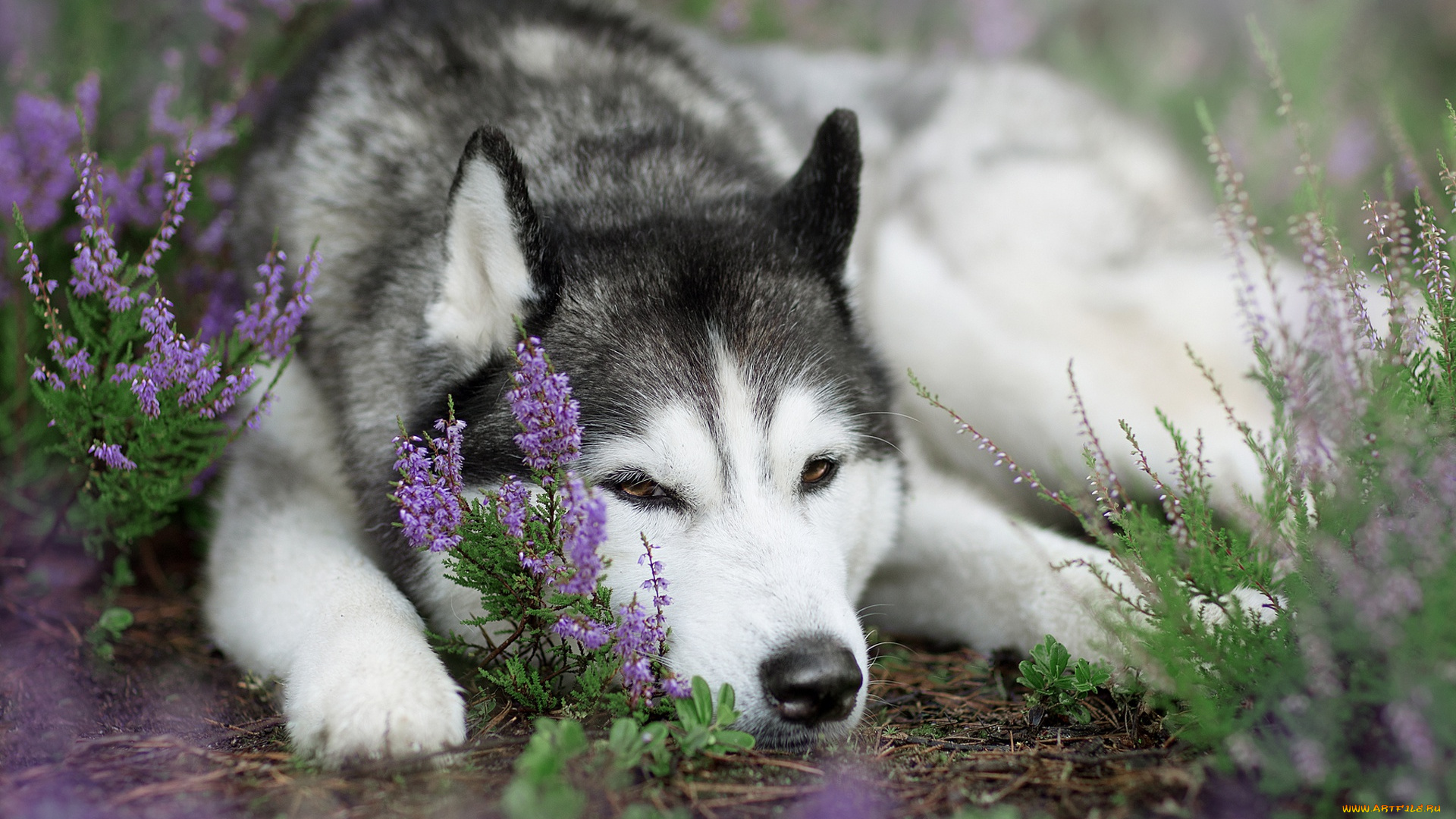 животные, собаки, вереск, собака, сибирский, хаски