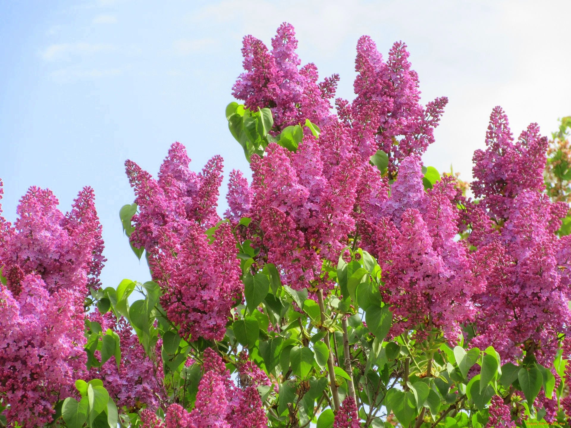 цветы, сирень, весна, 2018