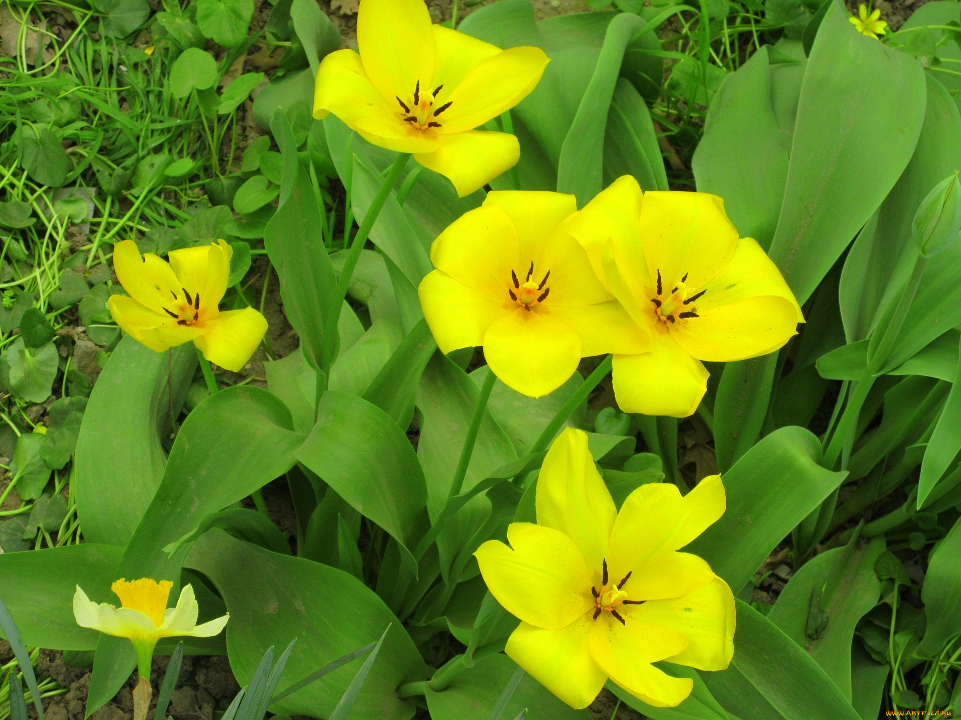 цветы, тюльпаны, весна, 2018