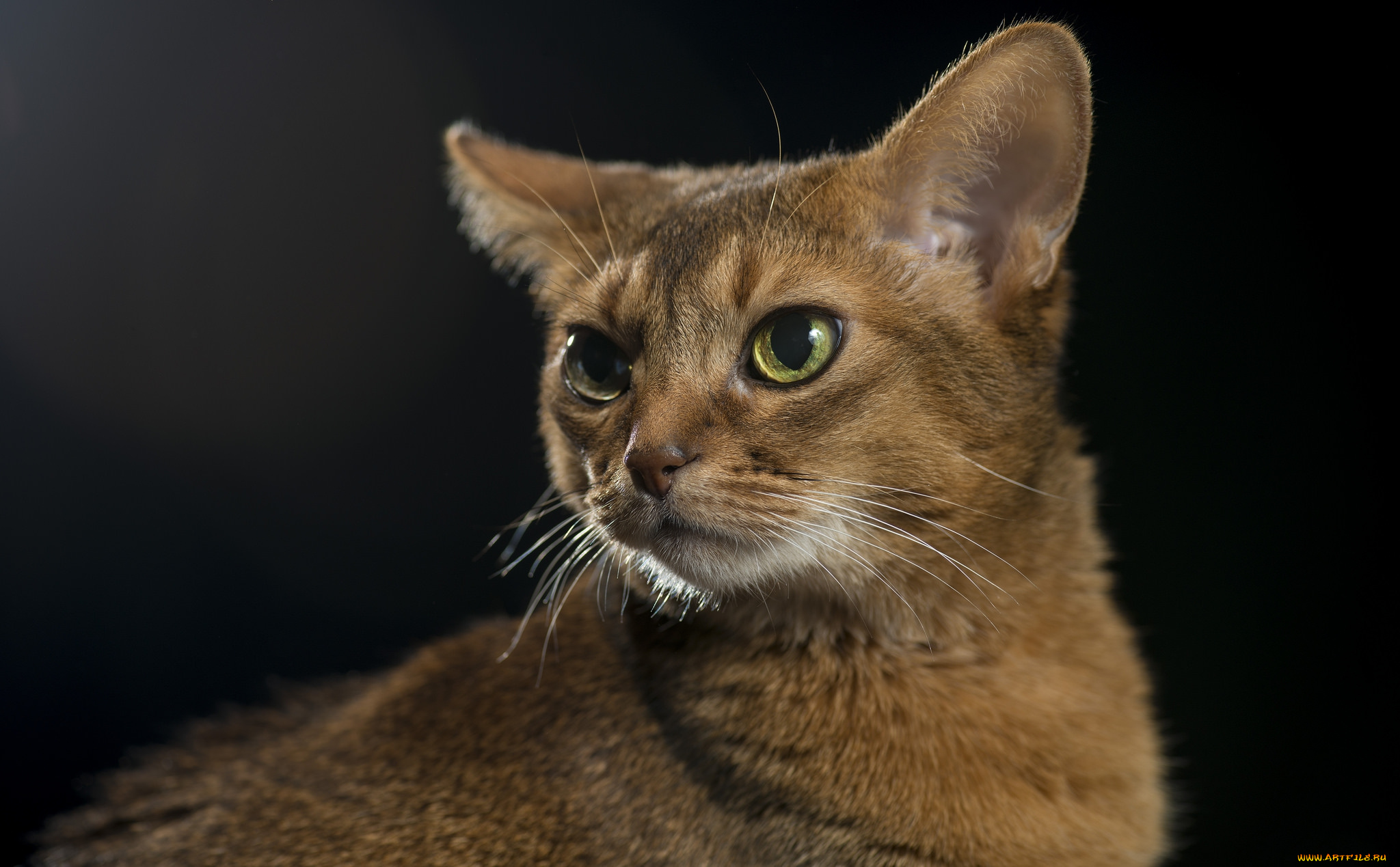 животные, коты, киса