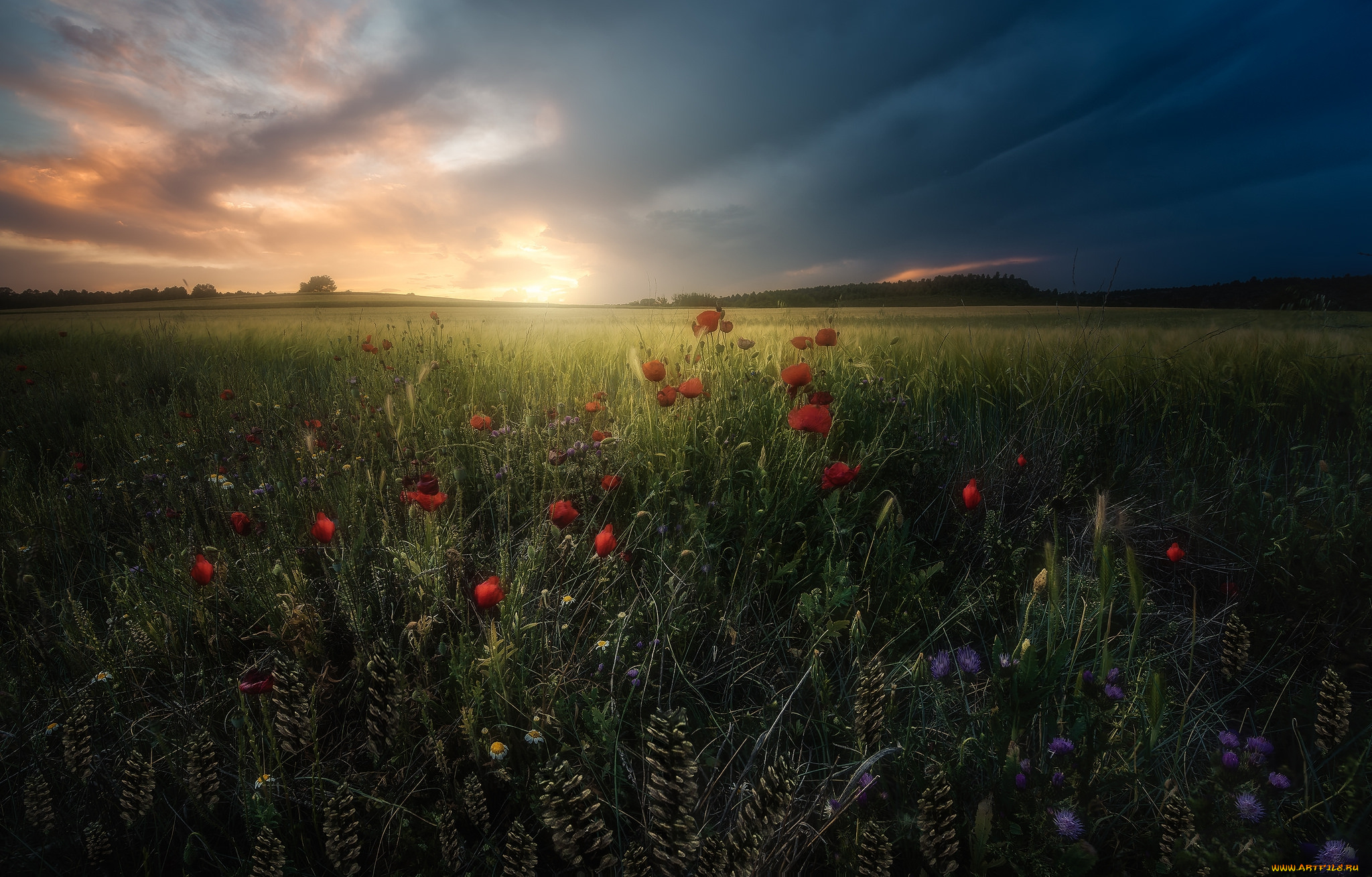 природа, луга, простор