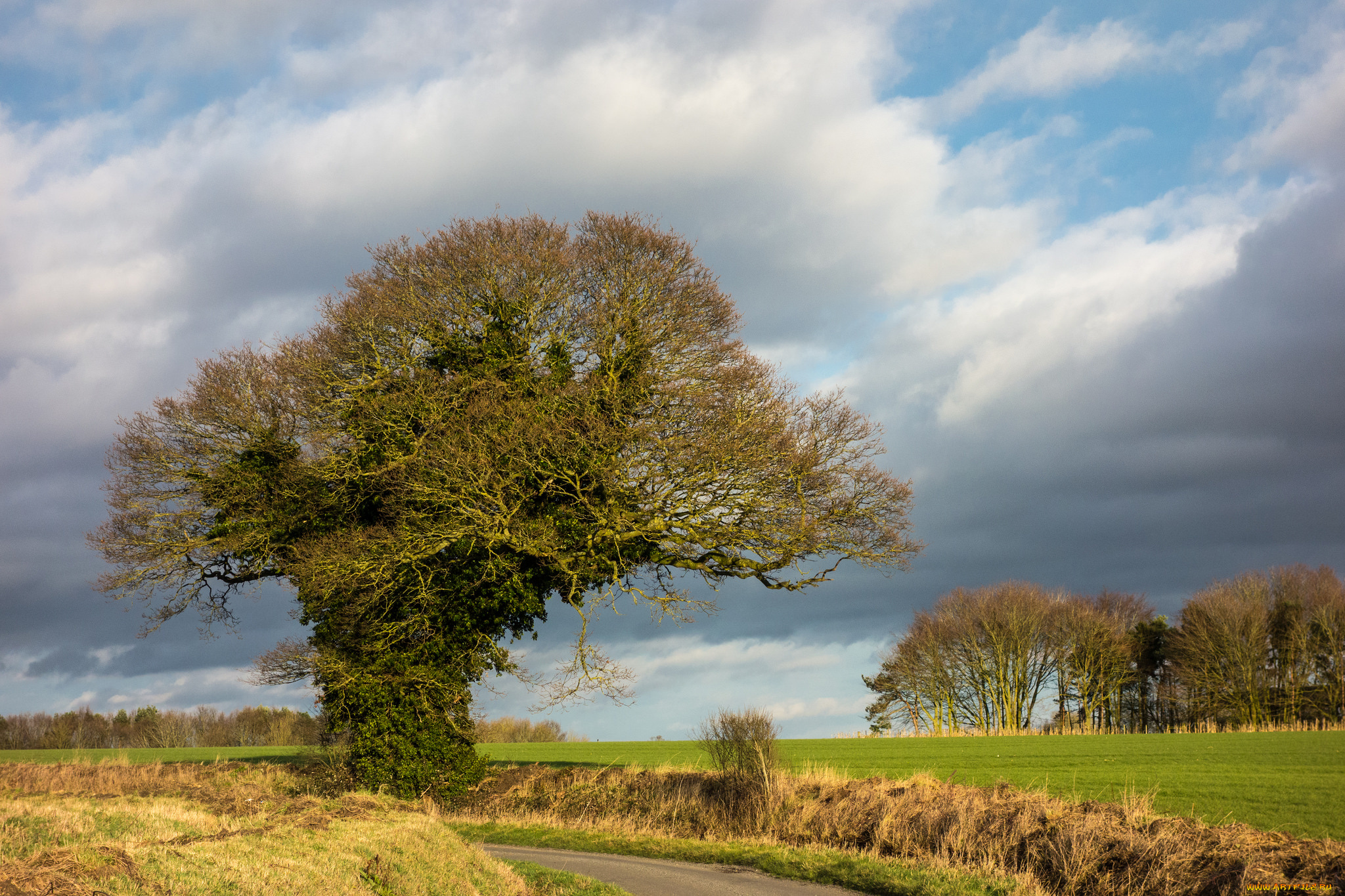 природа, деревья, простор
