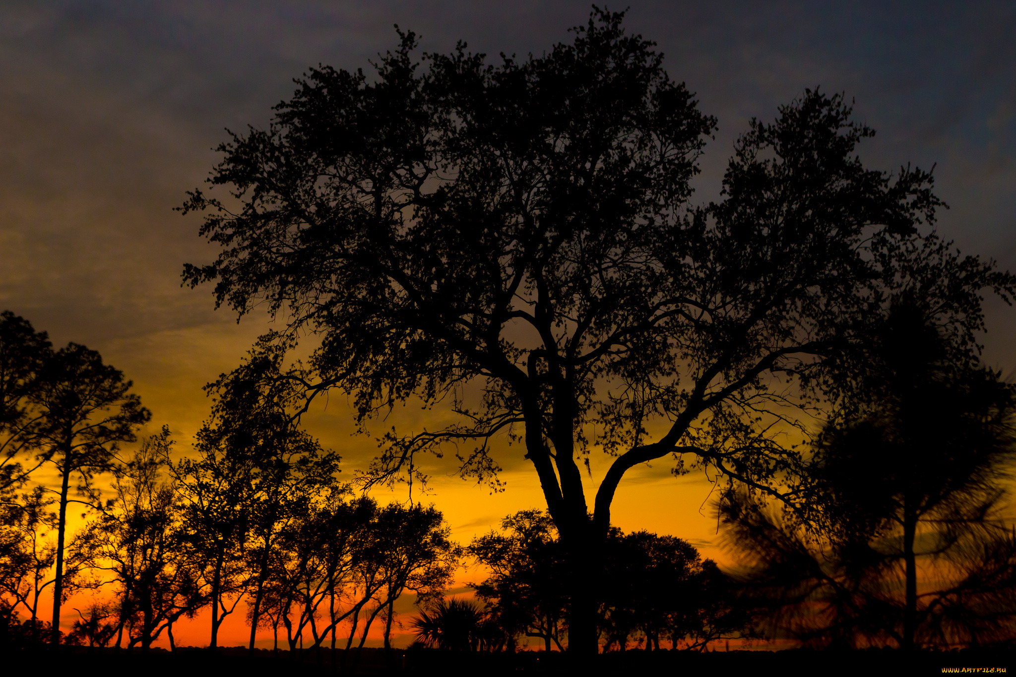 природа, деревья, простор