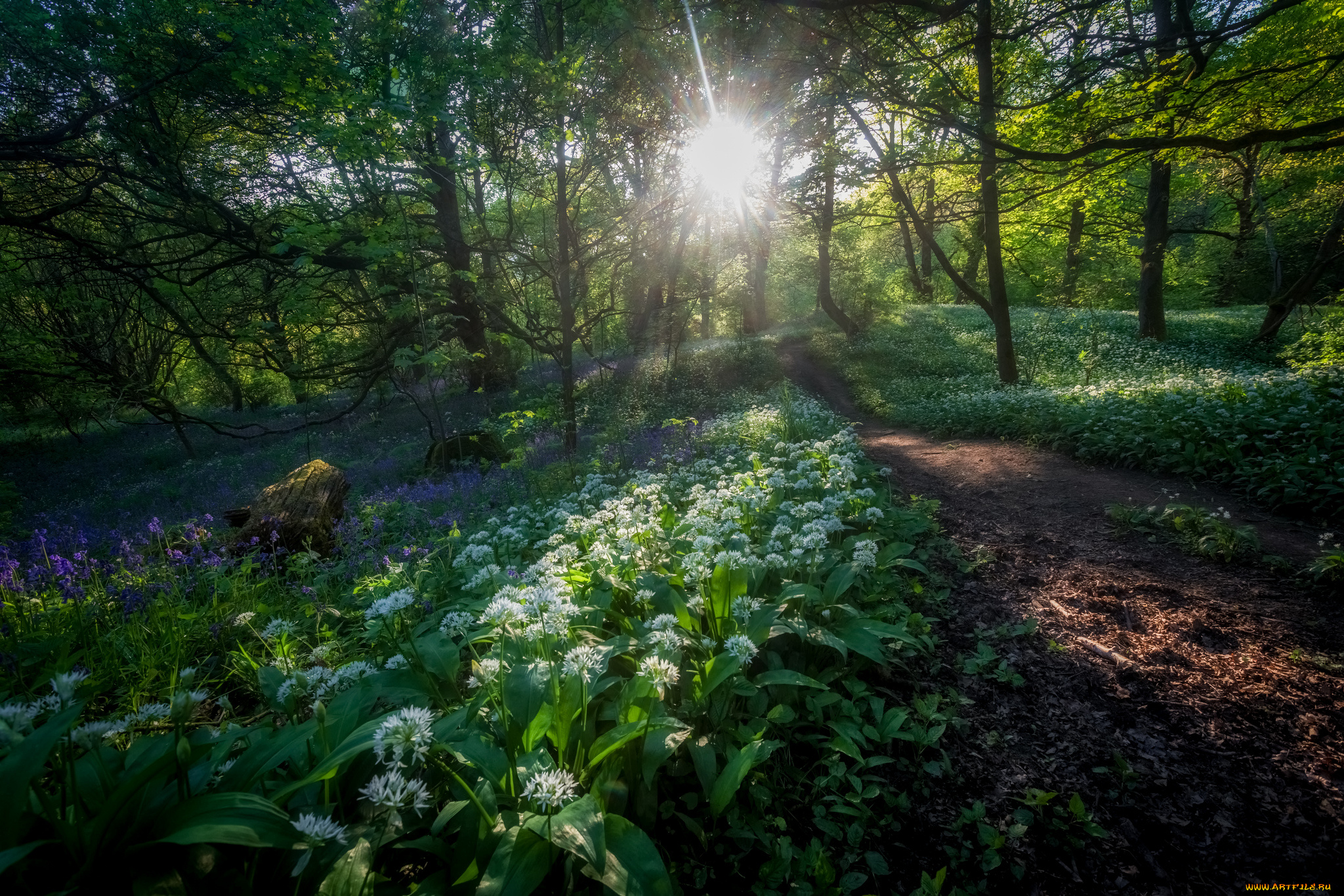 природа, лес, простор