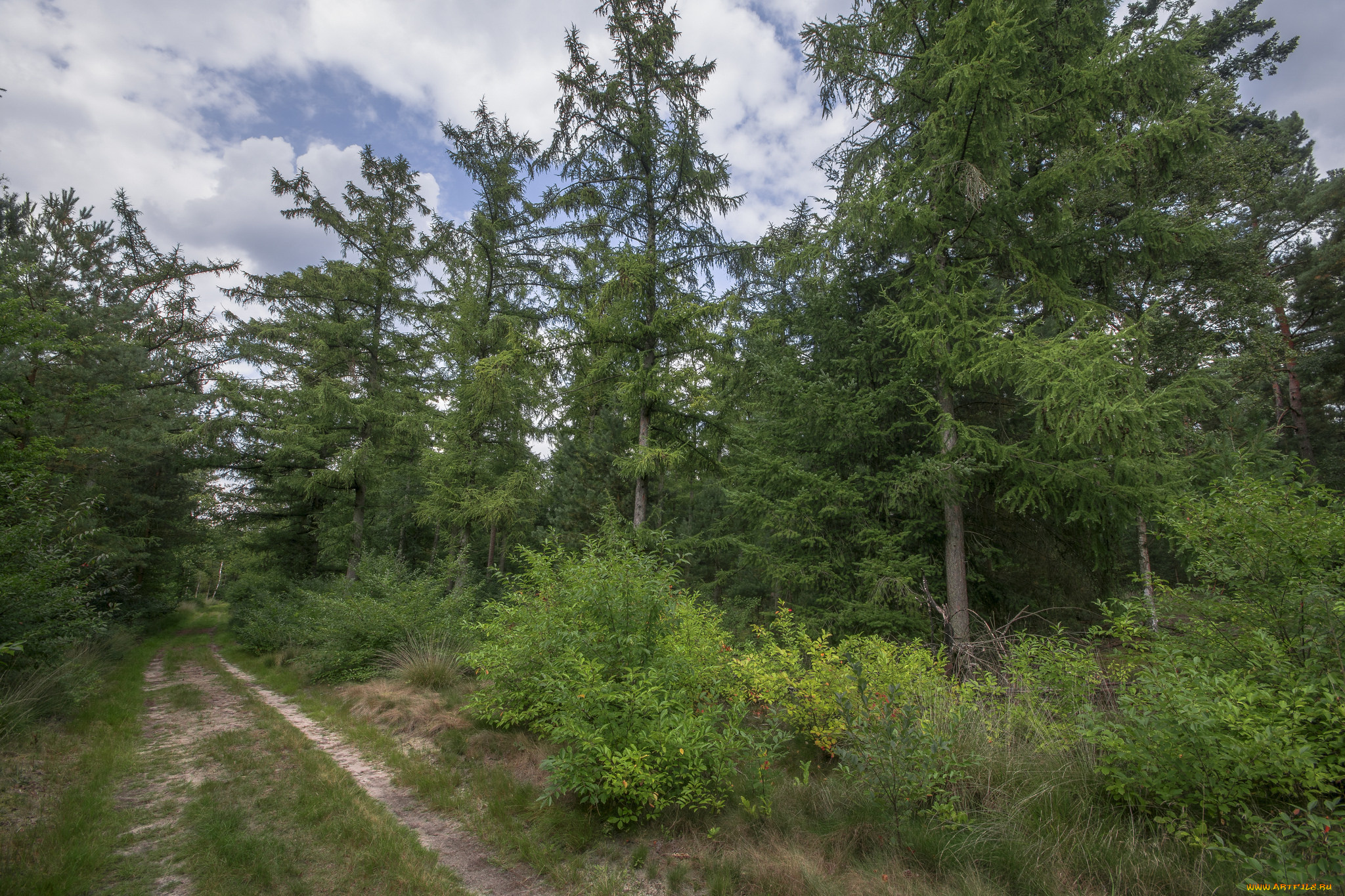 природа, лес, простор