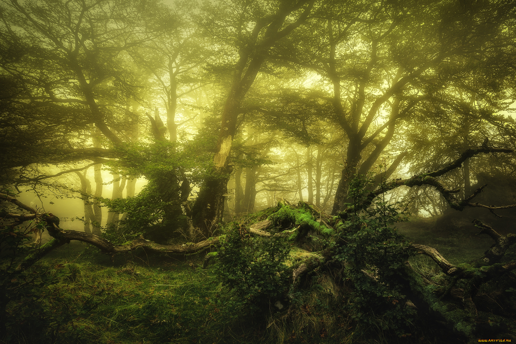 природа, лес, простор