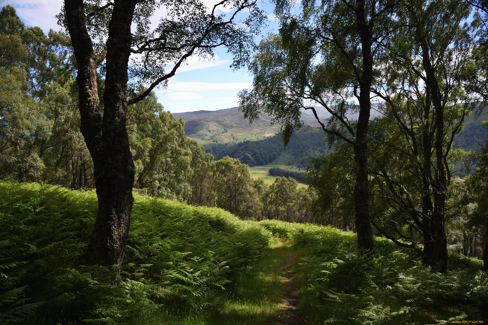 природа, лес, простор